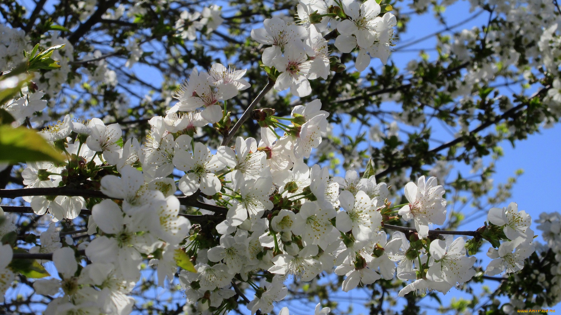 цветы, сакура, , вишня, весна, 2018, апрель