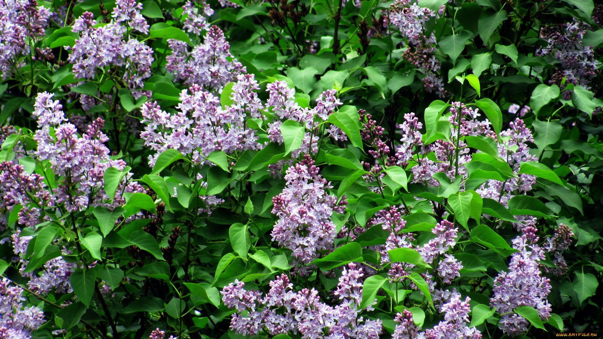 цветы, сирень, куст