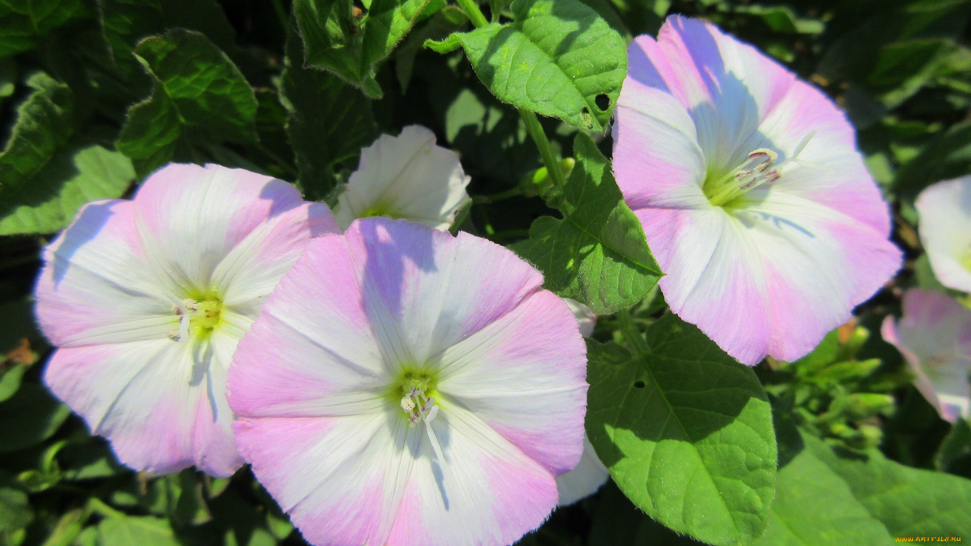 цветы, вьюнки, , ипомеи, лето, 2018, июнь