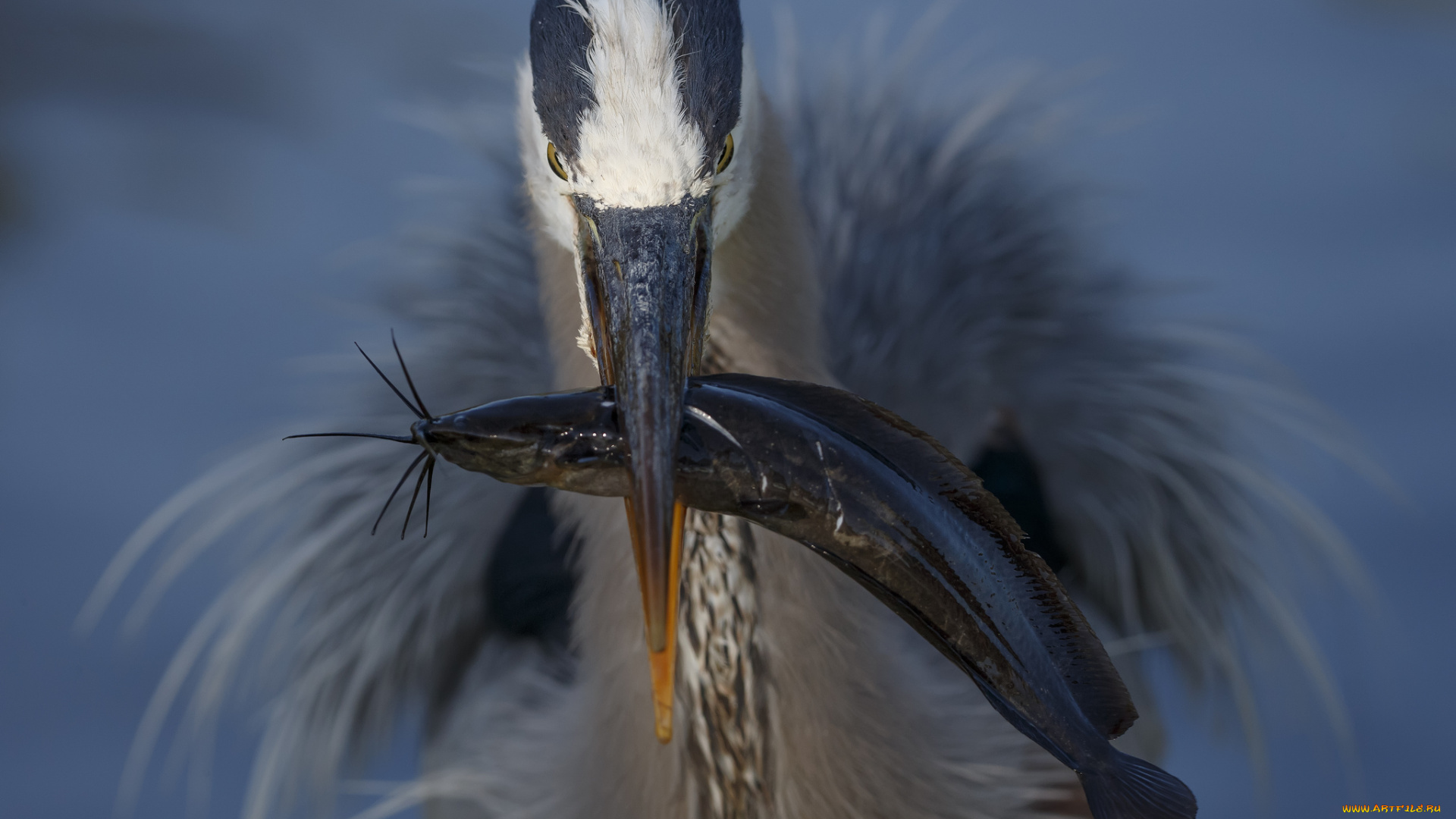 животные, цапли, , выпи, цапля, клюв, рыба, добыча