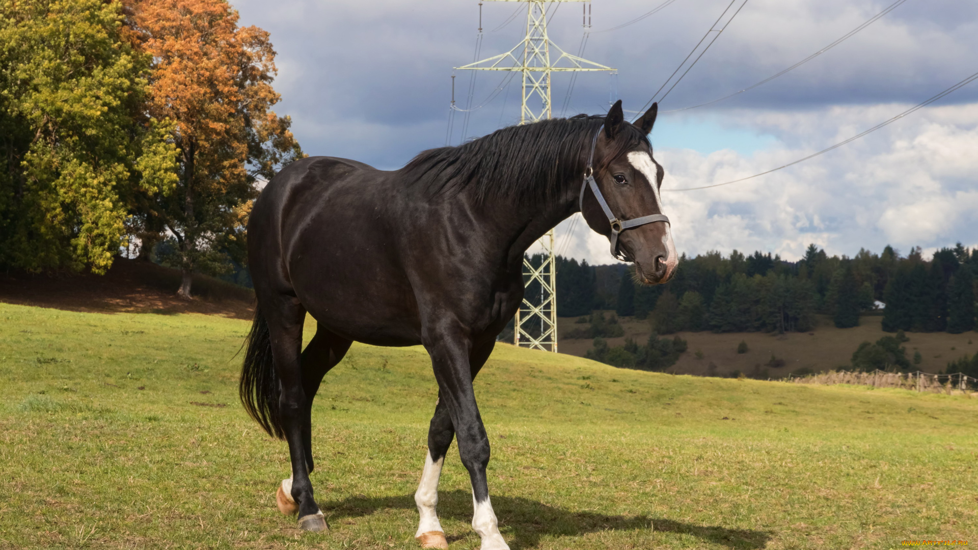 животные, лошади, лошадь, луга, деревья, провода