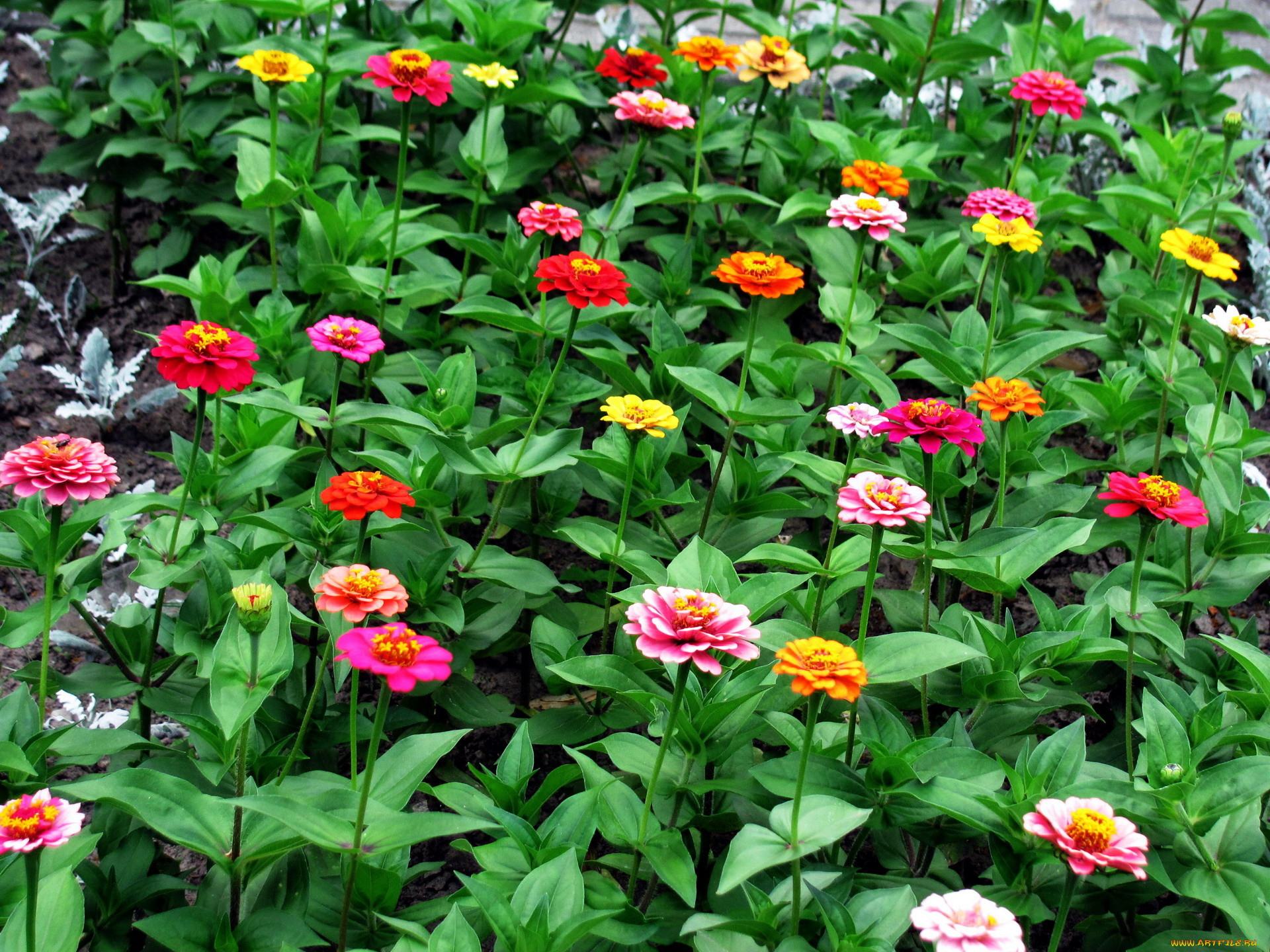 цветы, цинния