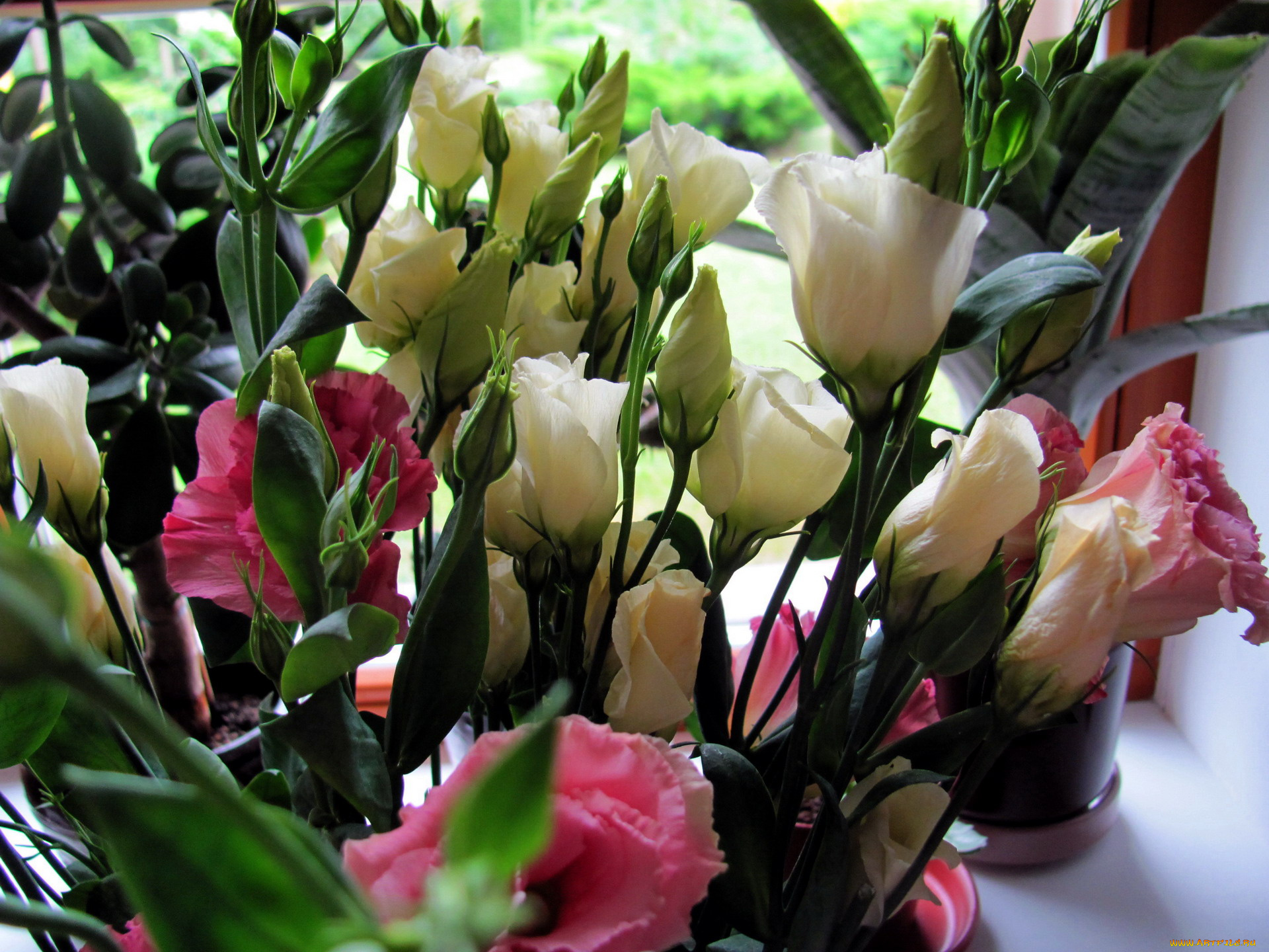 цветы, эустома