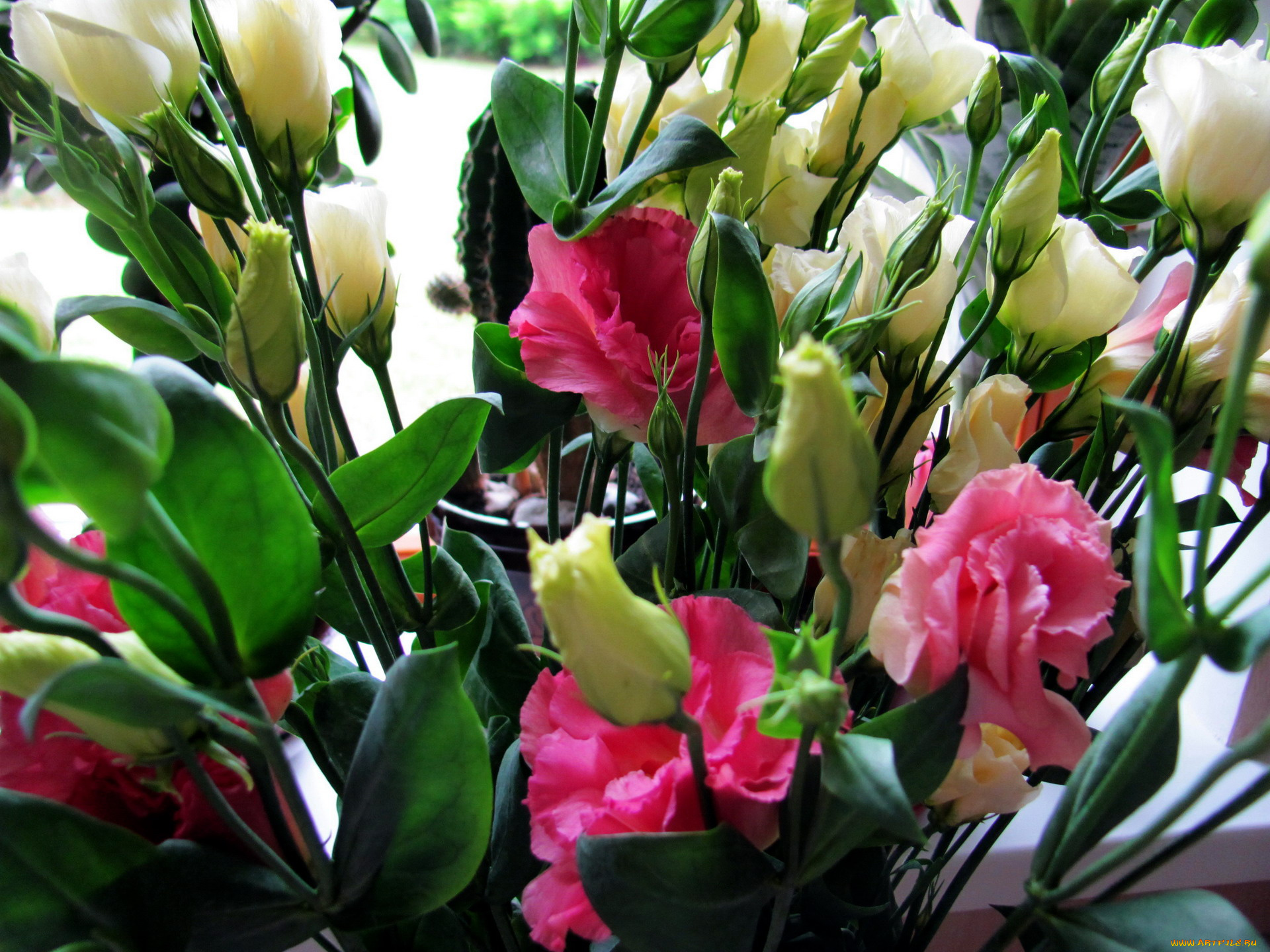 цветы, эустома