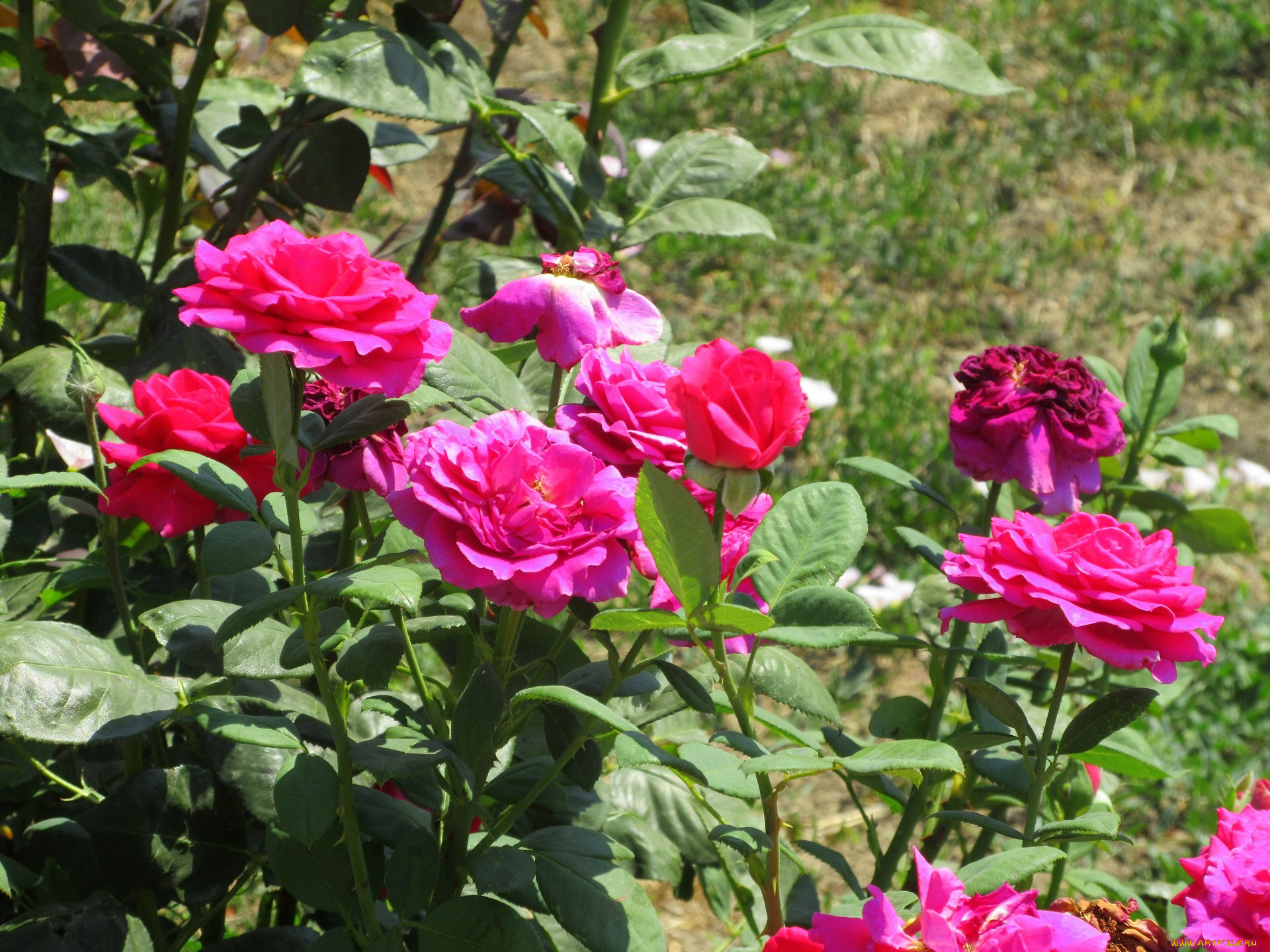 цветы, розы, лето, 2018, июнь