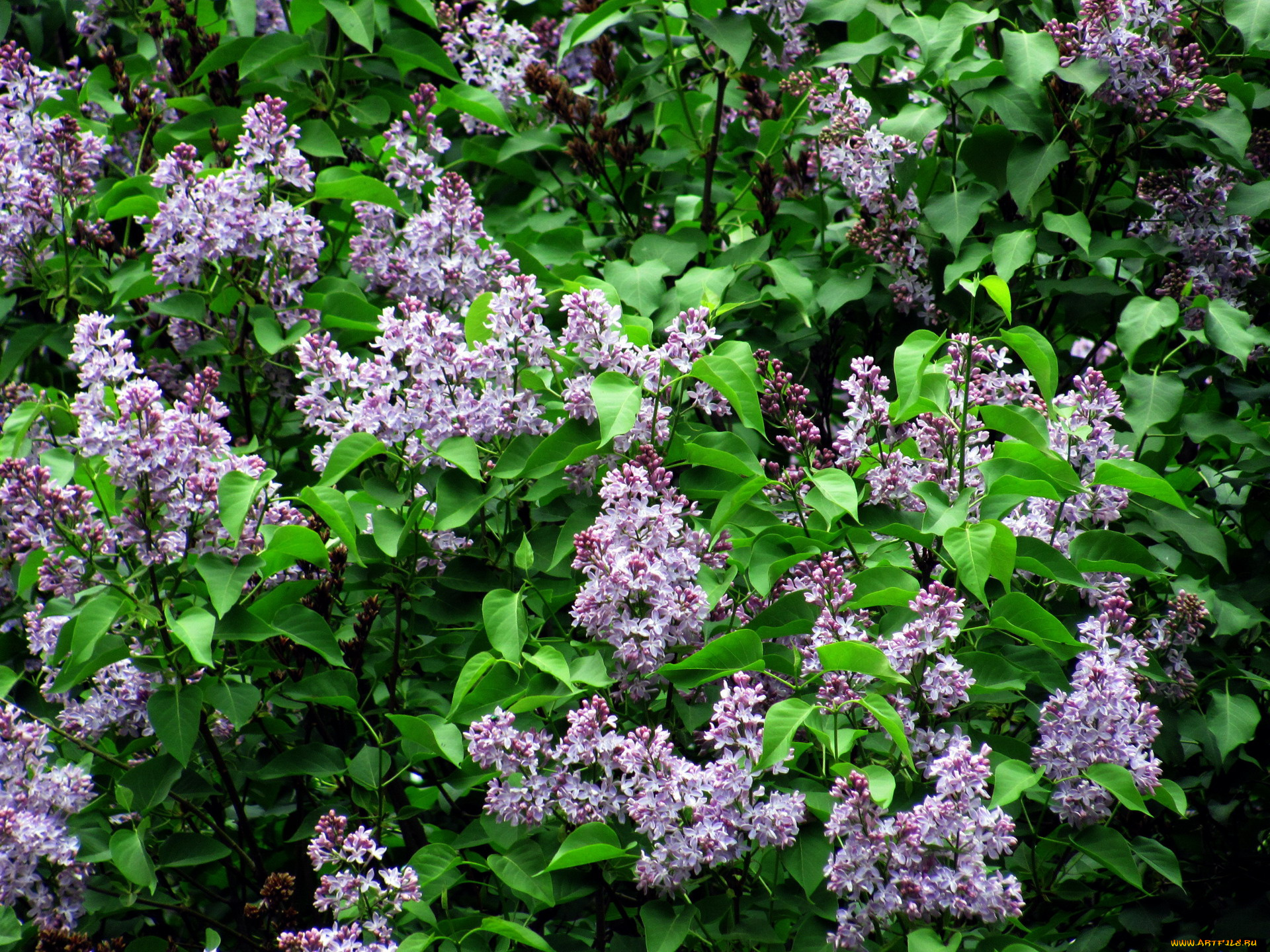 цветы, сирень, куст