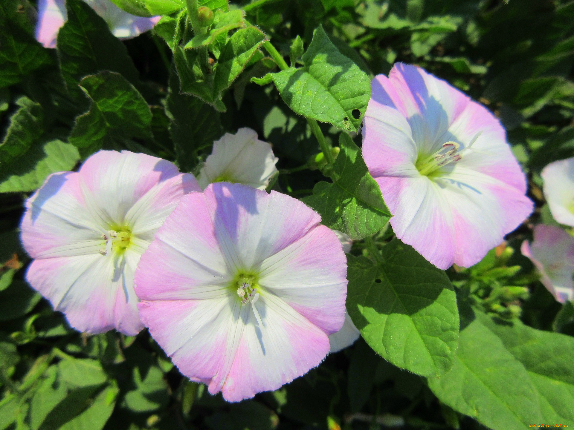 цветы, вьюнки, , ипомеи, лето, 2018, июнь