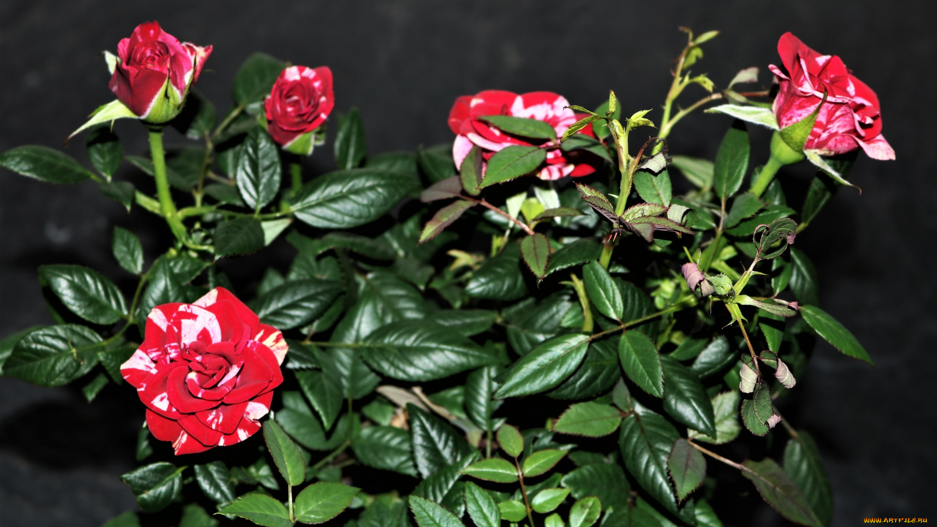 цветы, розы, куст, пестрые