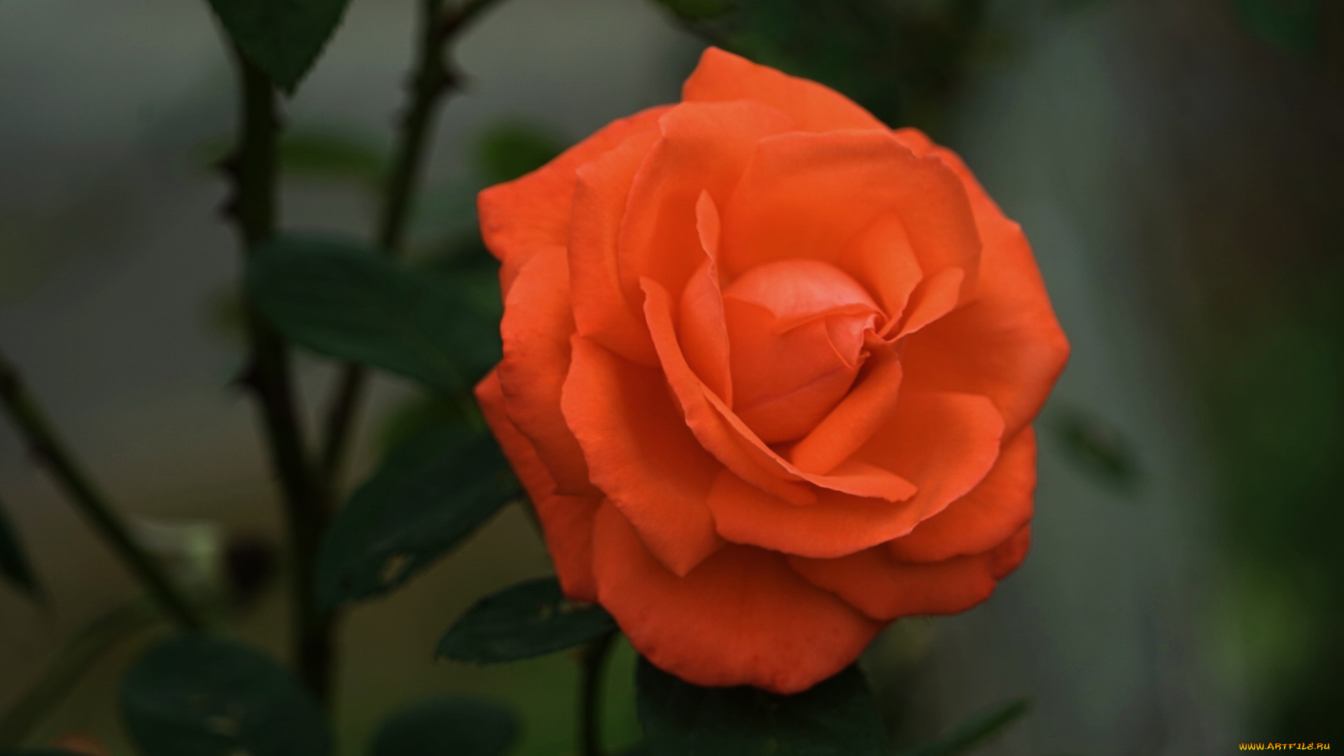 цветы, розы, персиковая, роза, макро