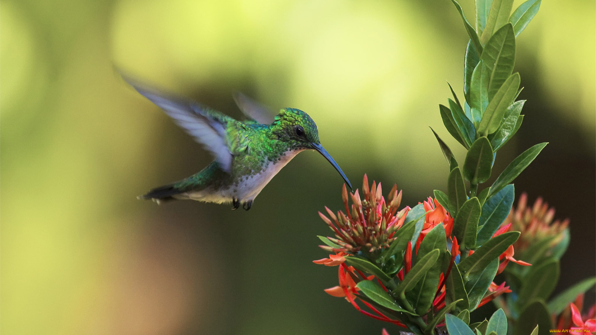 колибри, животные, самая, маленькая, птица, в, мире, да, само, название, птицы, очень, красивое, королева, нектара