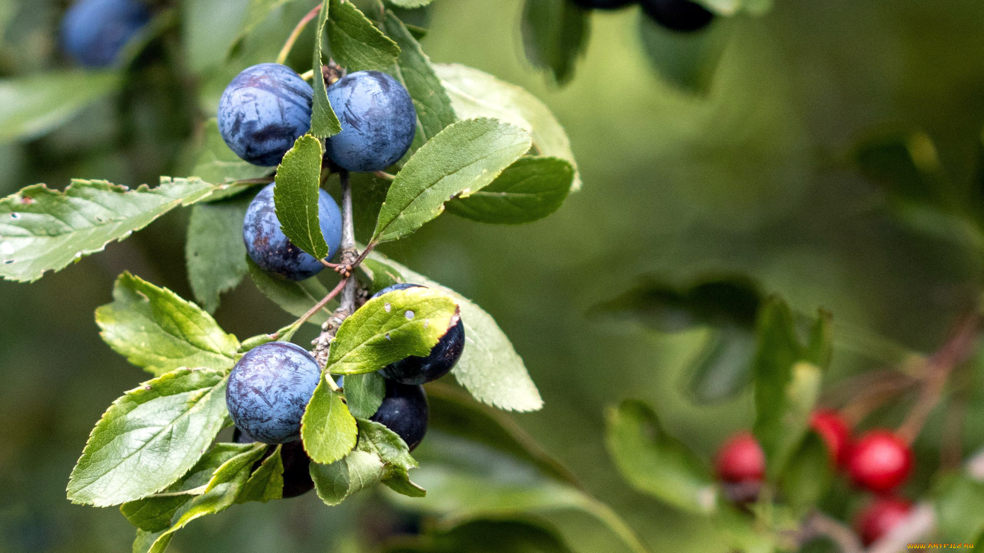 природа, ягоды, черника