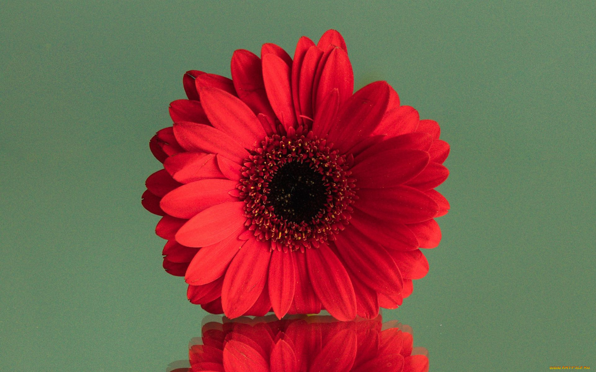 цветы, герберы, алая, гербера, макро