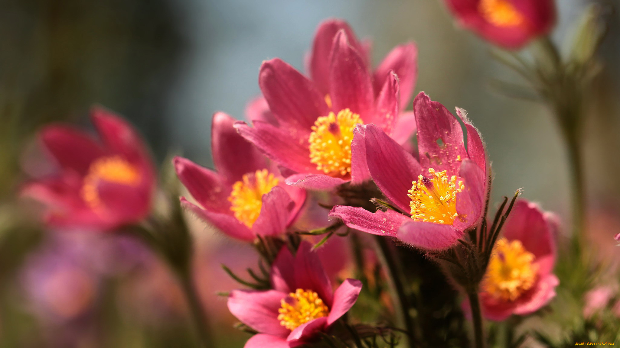 цветы, анемоны, , сон-трава, сон-трава