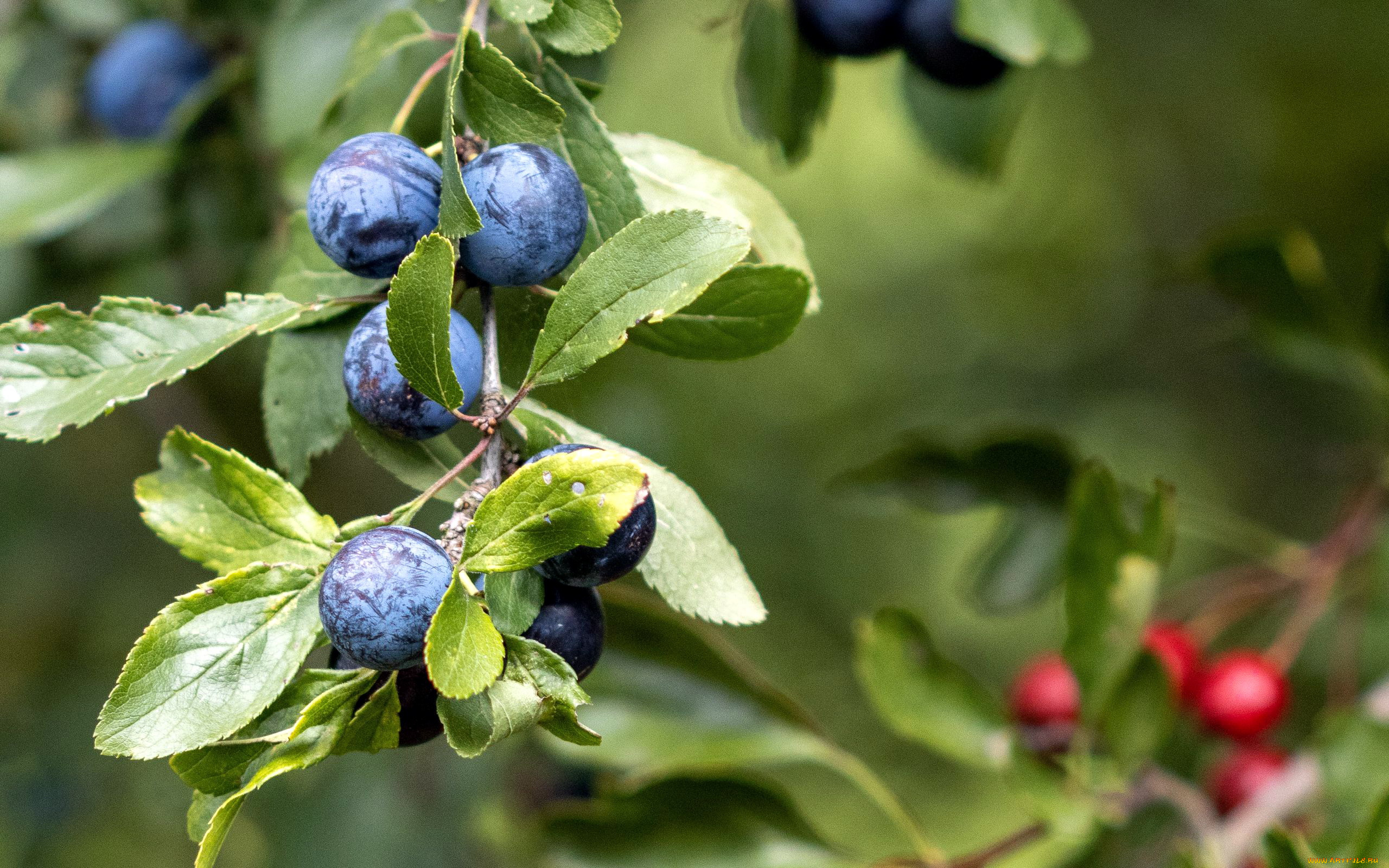 природа, ягоды, черника