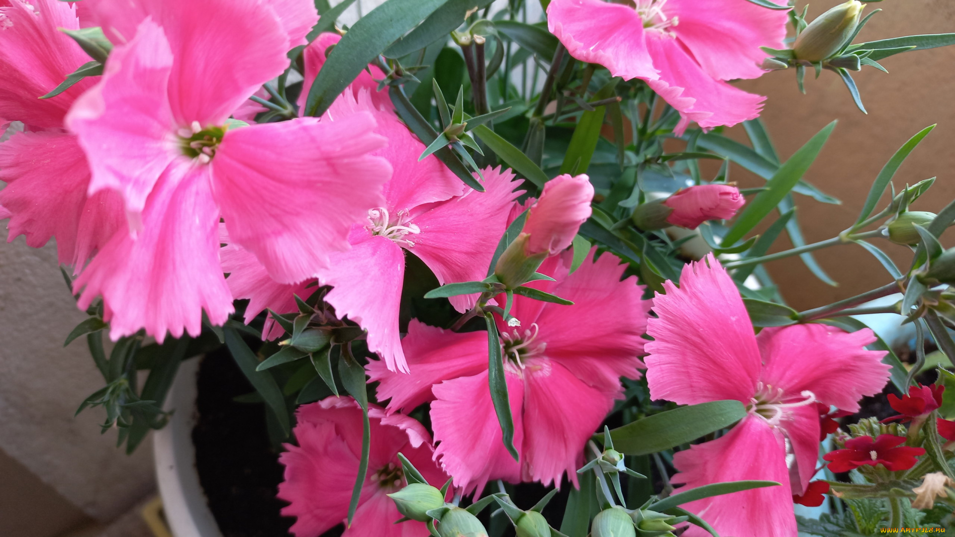 цветы, гвоздики, китайская, гвоздика