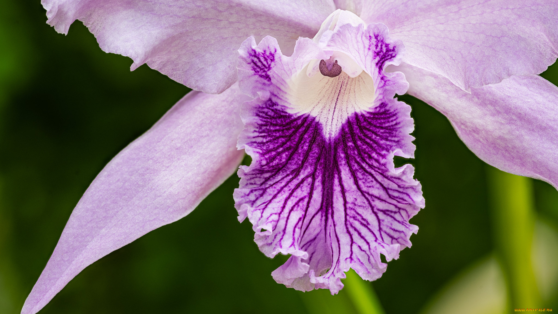 цветы, орхидеи, орхидея