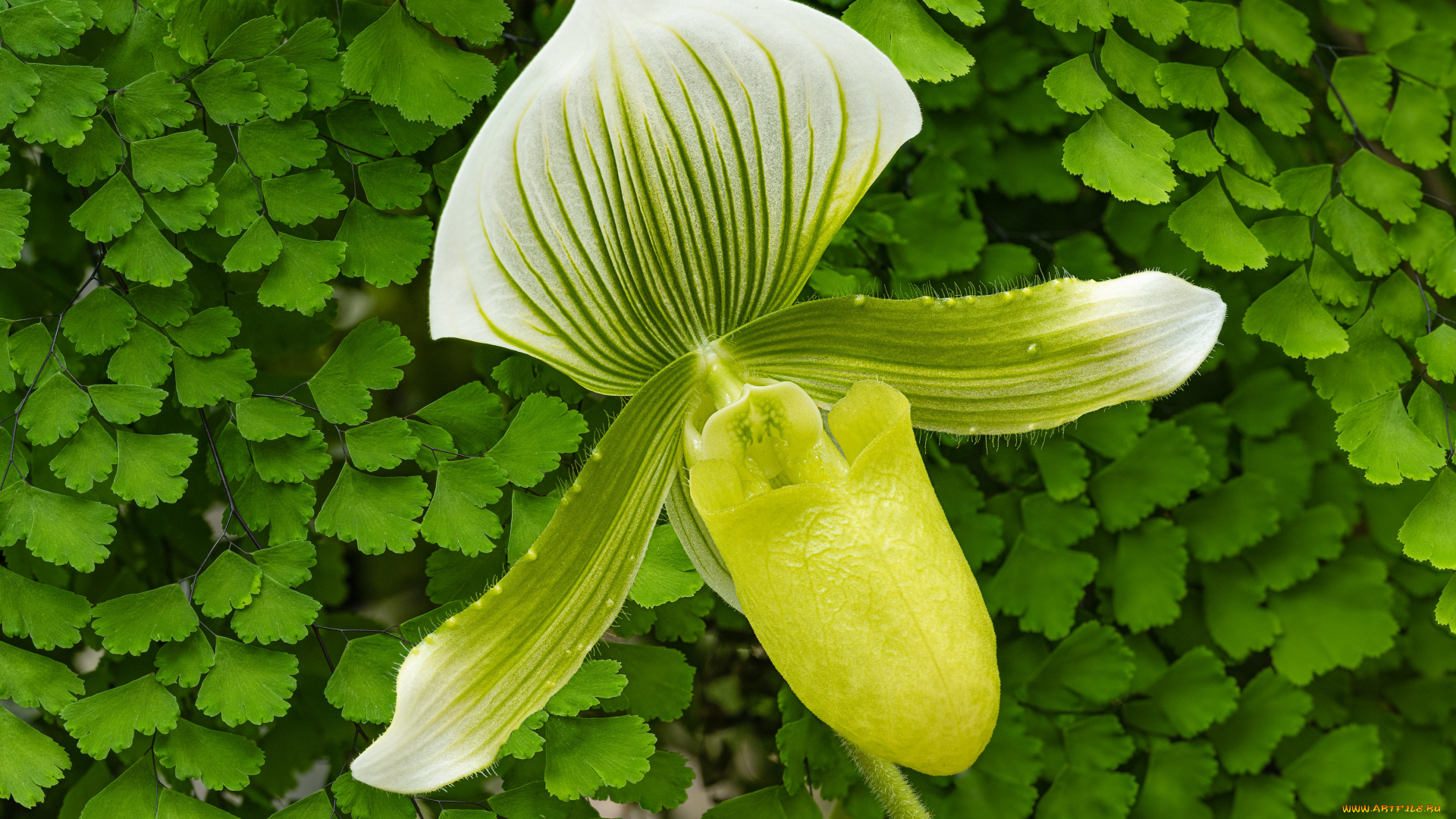 цветы, орхидеи, орхидея