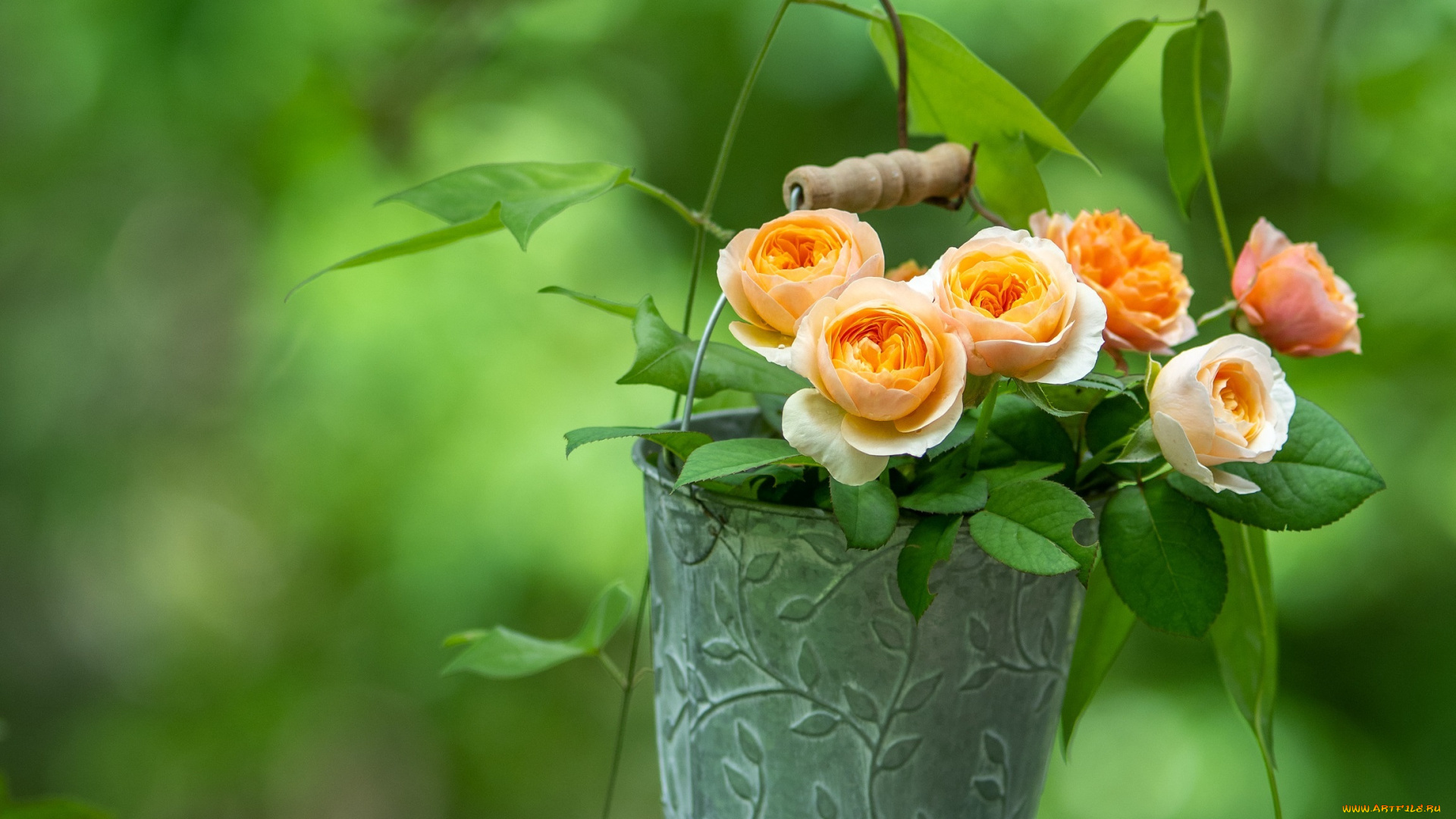 цветы, розы