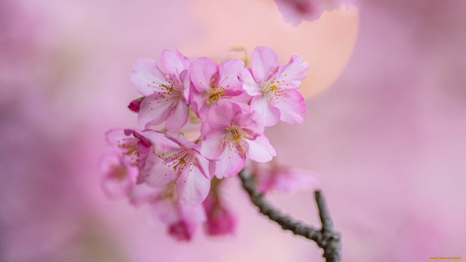 цветы, сакура, , вишня, весна