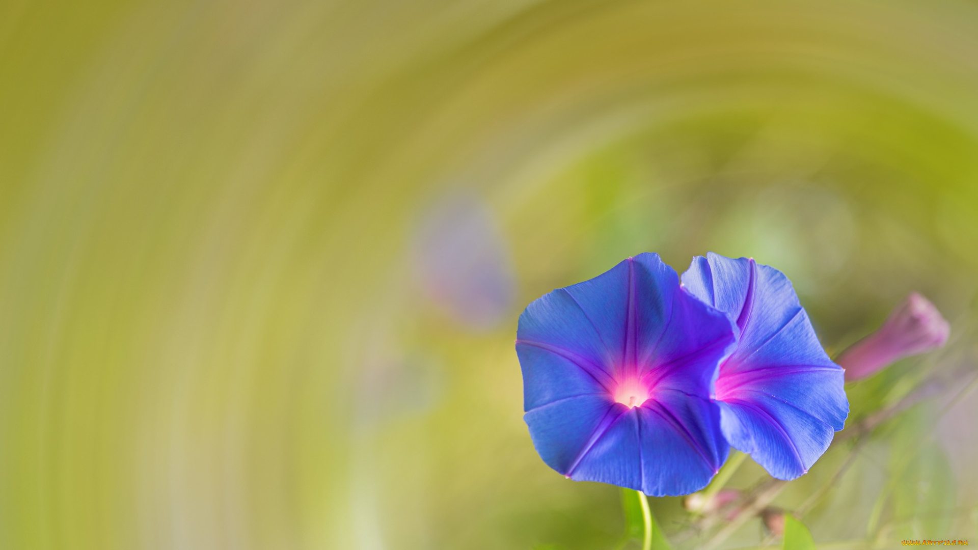 цветы, вьюнки, , ипомеи, синие