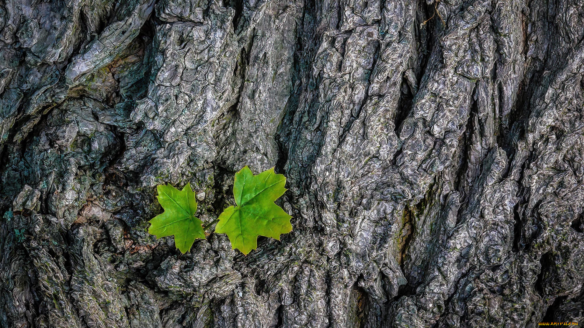 природа, листья, кора