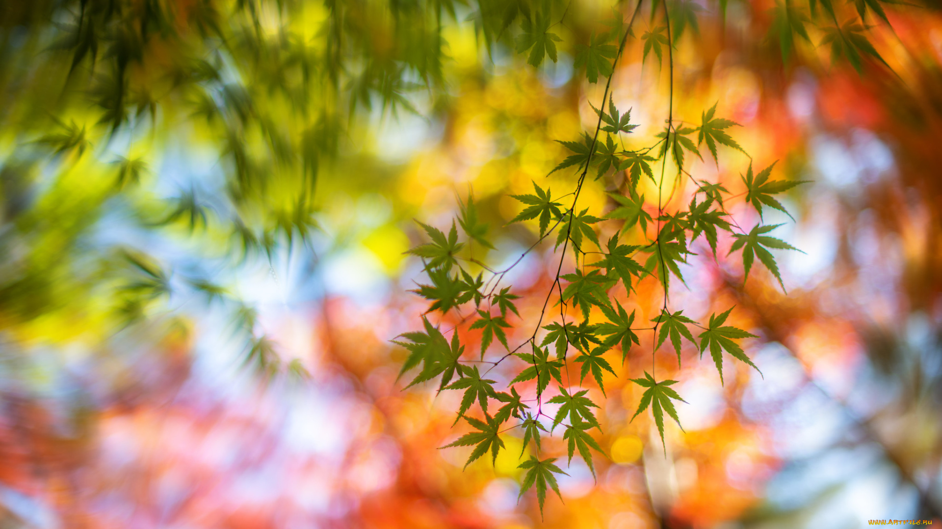 природа, листья, осень