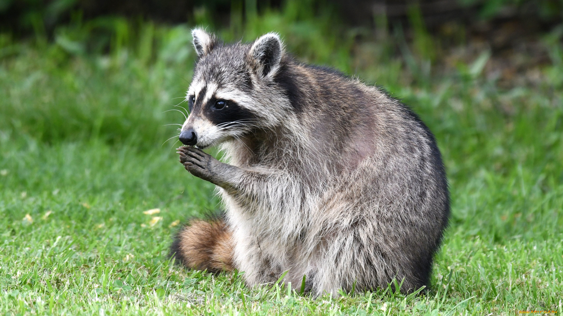 животные, еноты, енот