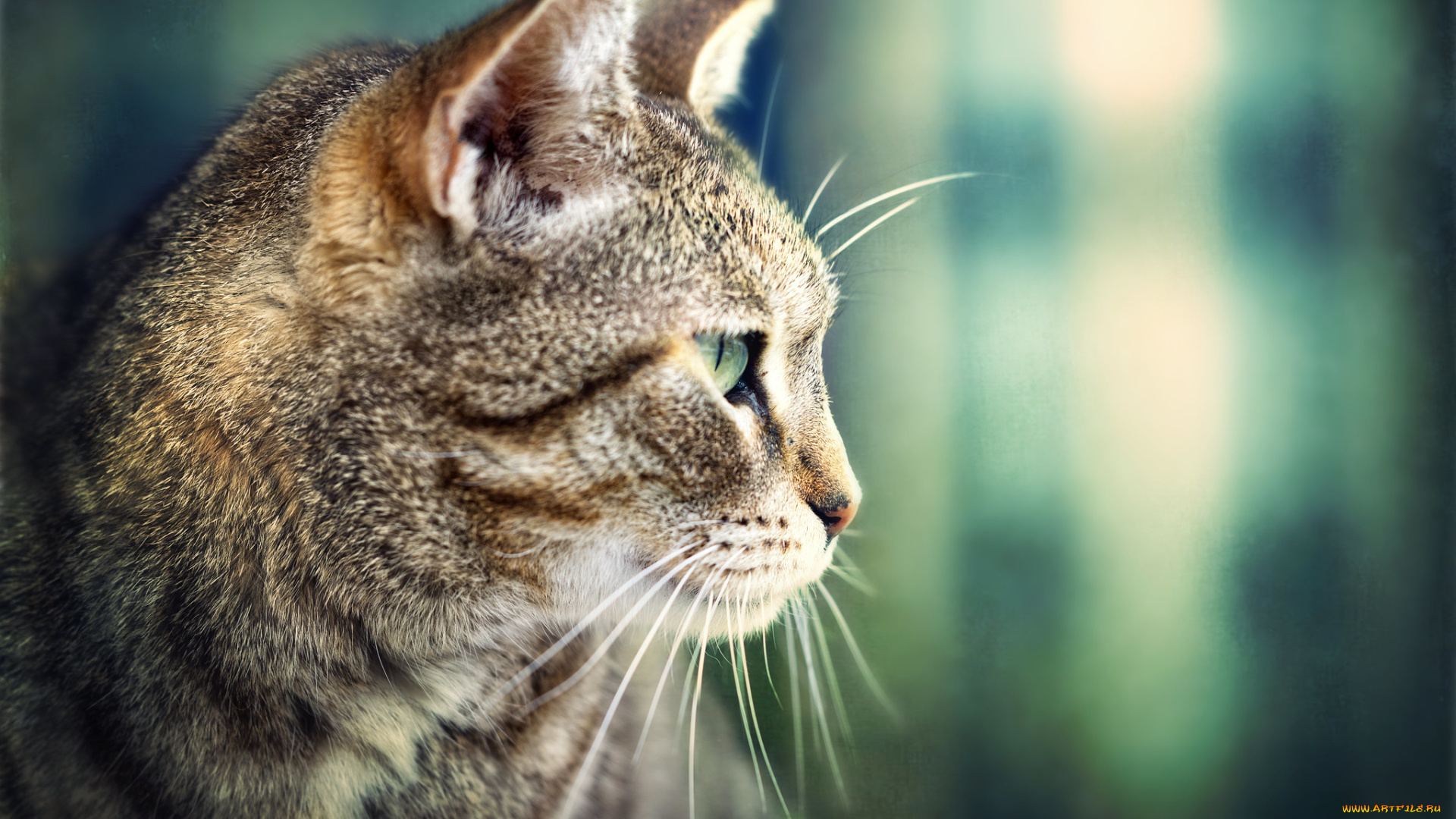 животные, коты, кот, кошка