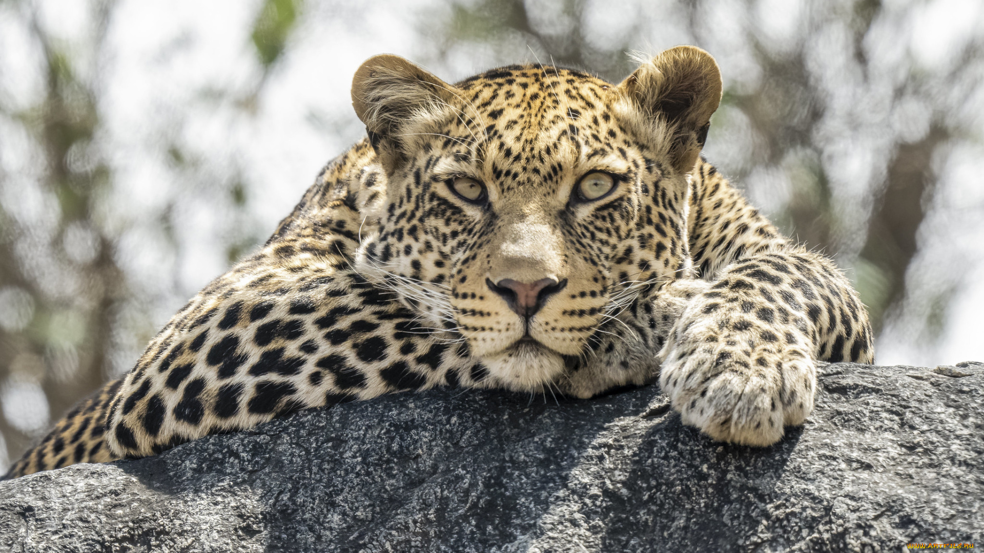 животные, леопарды, леопард