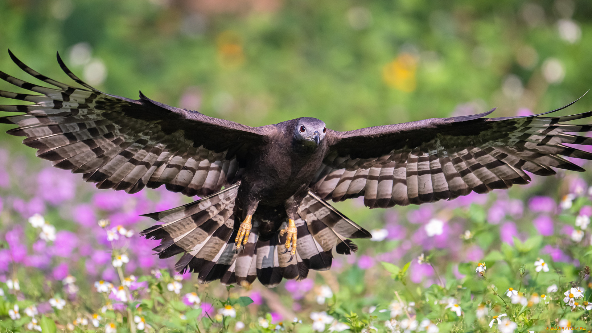 животные, птицы, -, хищники, птица