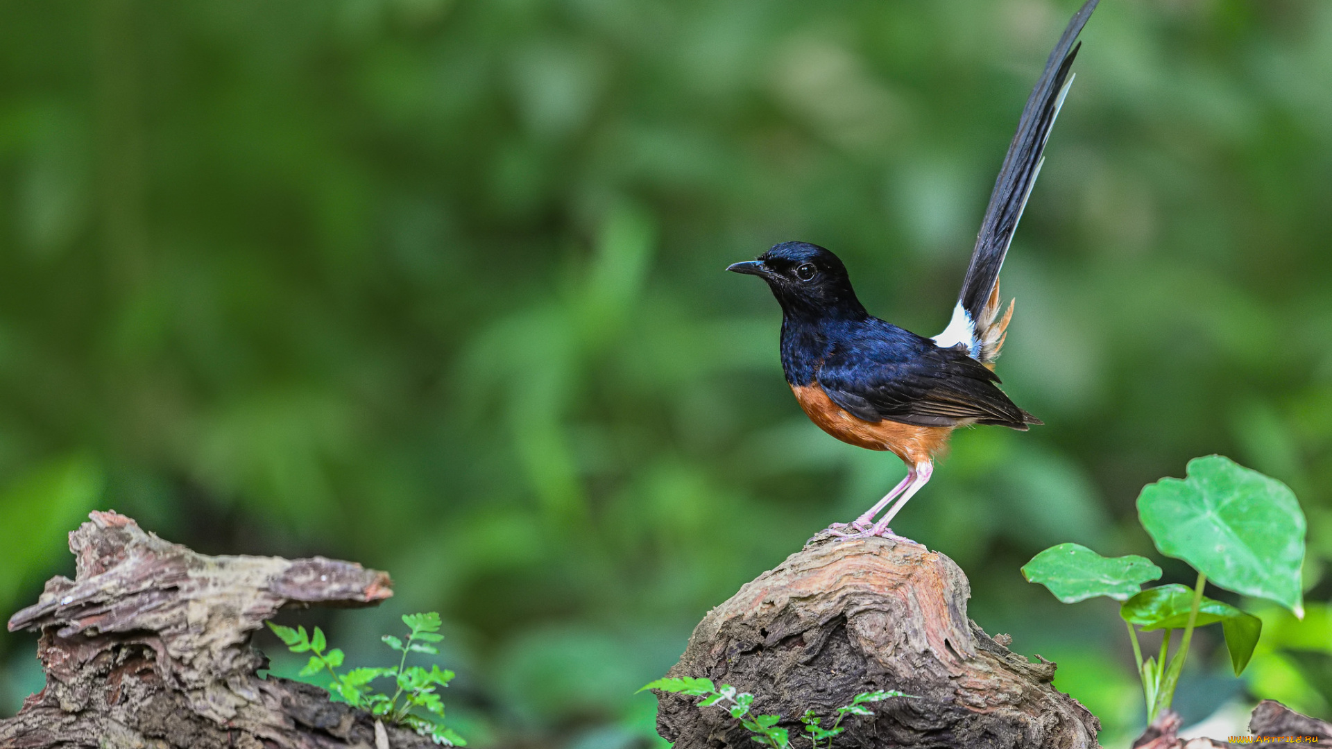 животные, птицы, птица