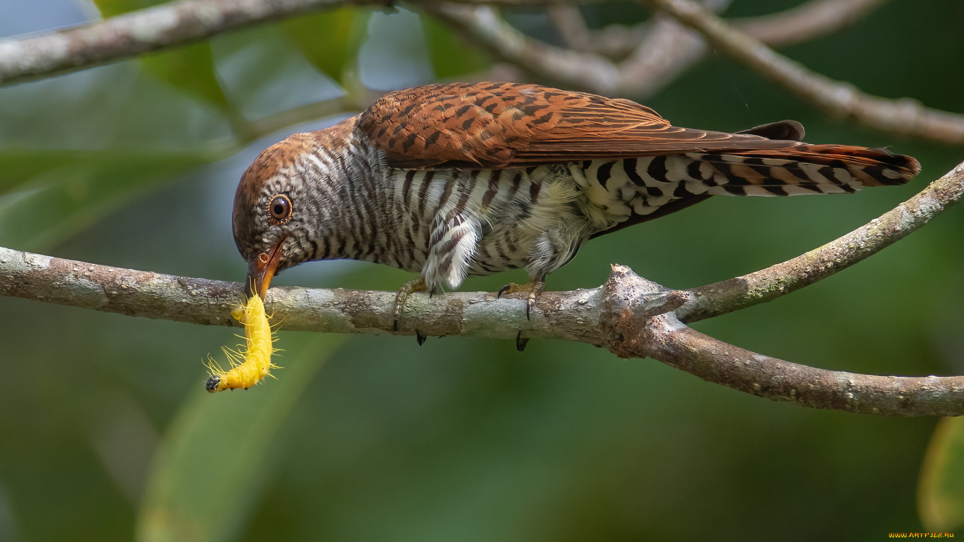 животные, птицы, птица