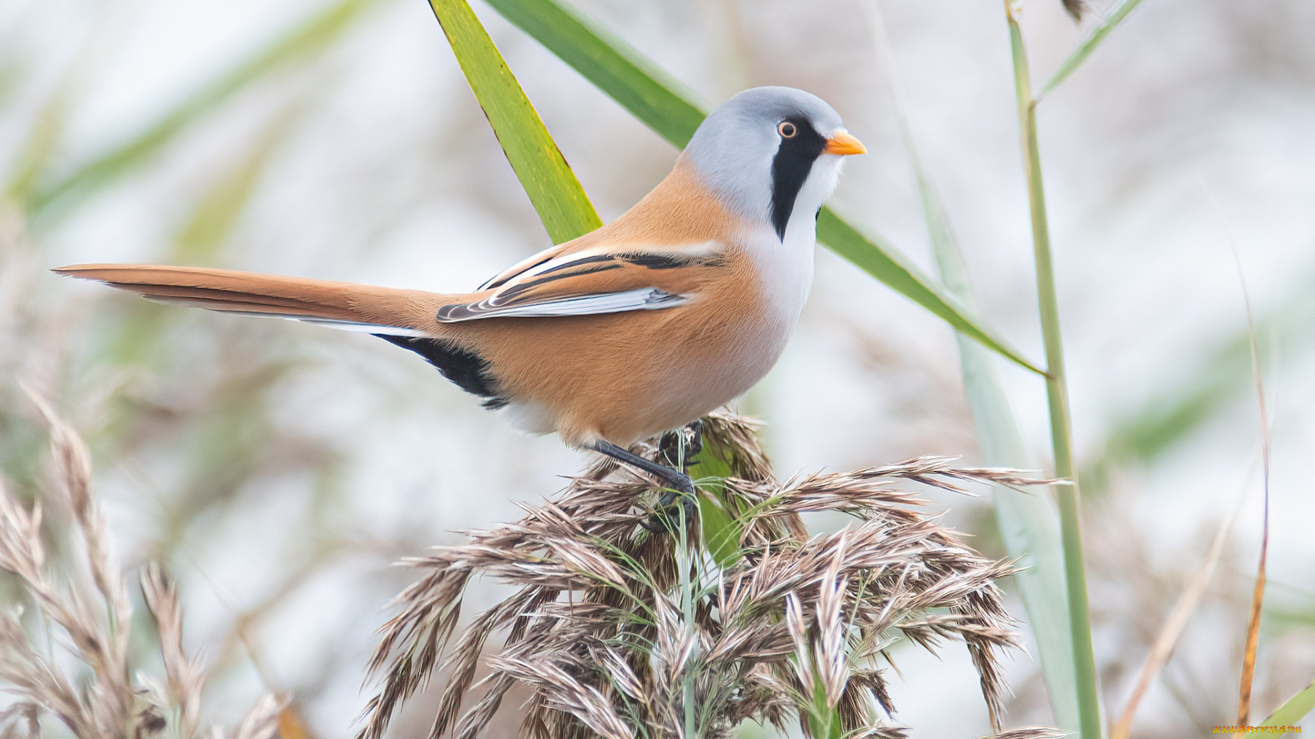 животные, синицы, , лазоревки, птица