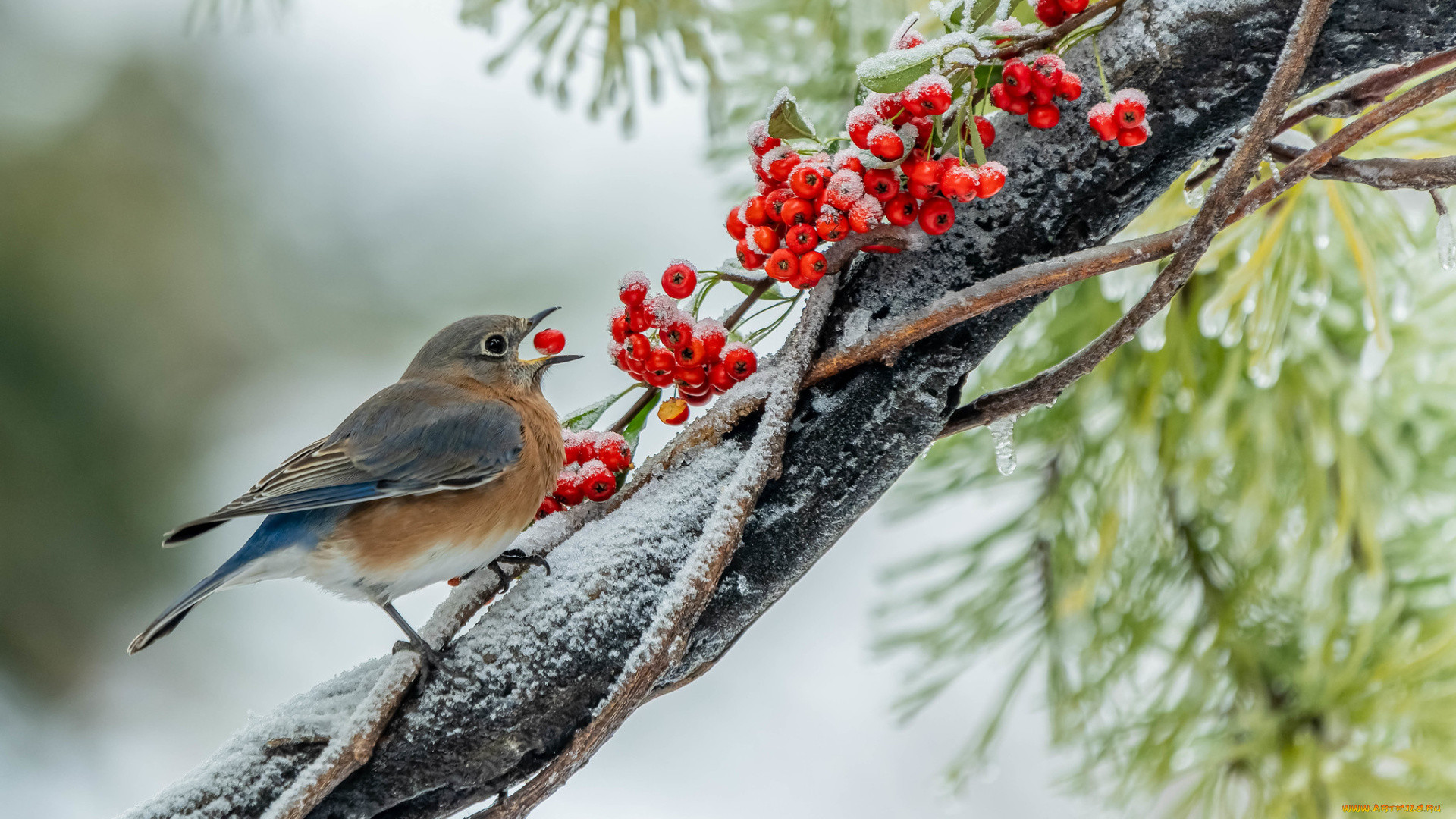 животные, синицы, , лазоревки, птица