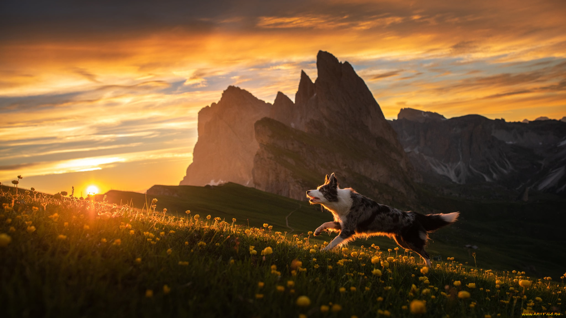 животные, собаки, собака