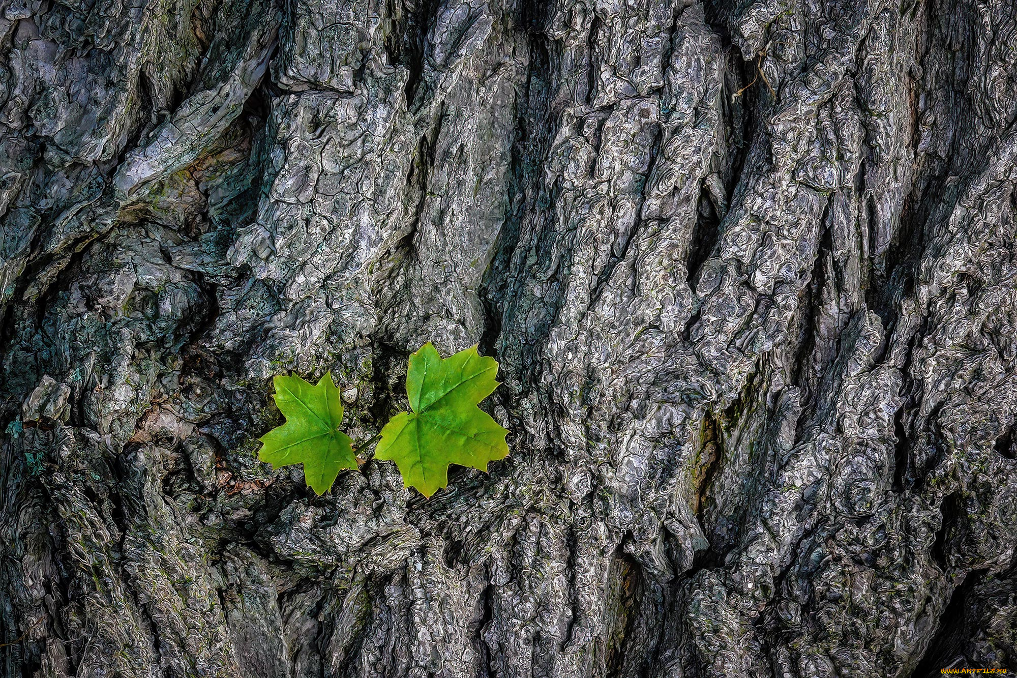 природа, листья, кора
