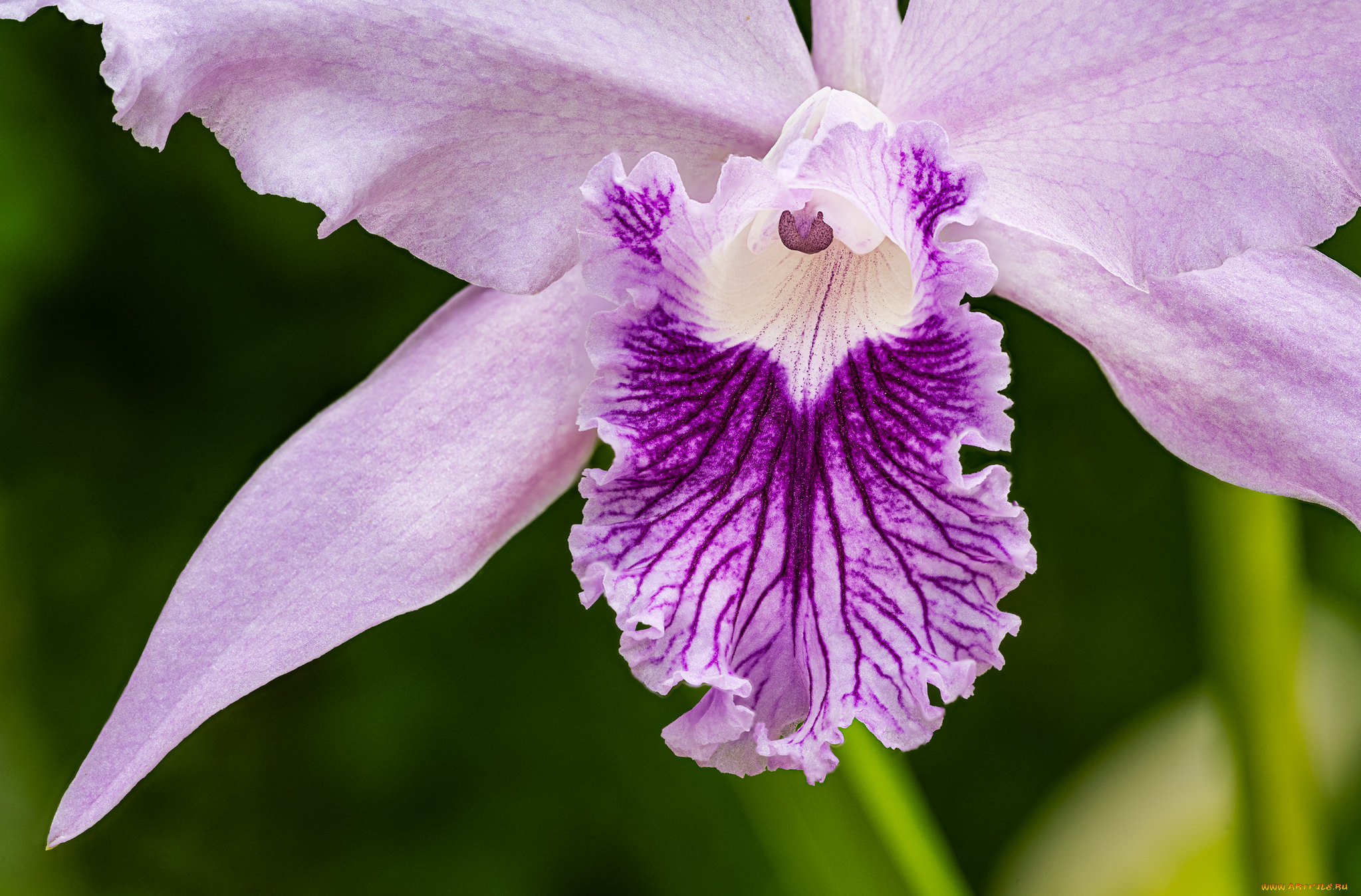 цветы, орхидеи, орхидея