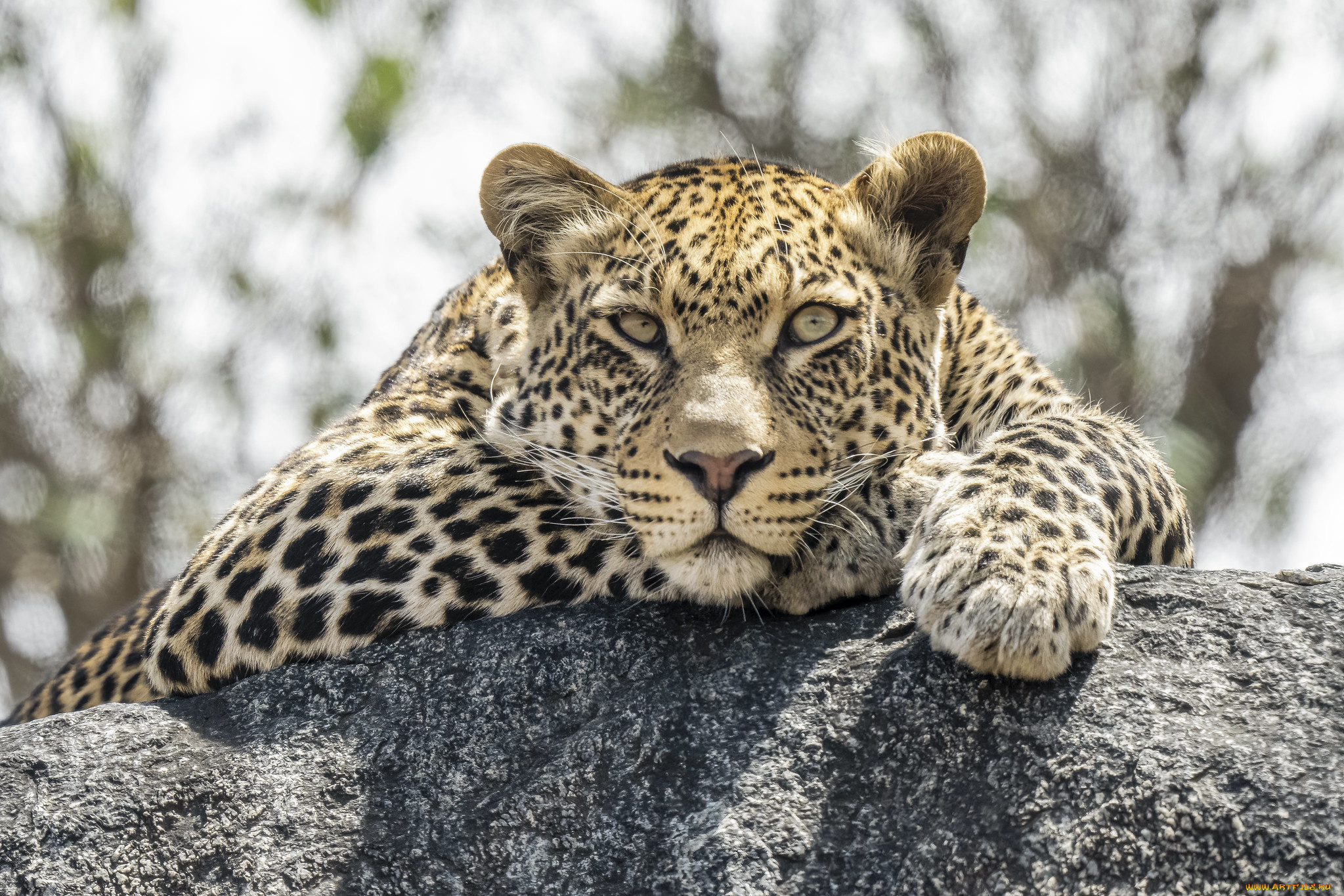 животные, леопарды, леопард