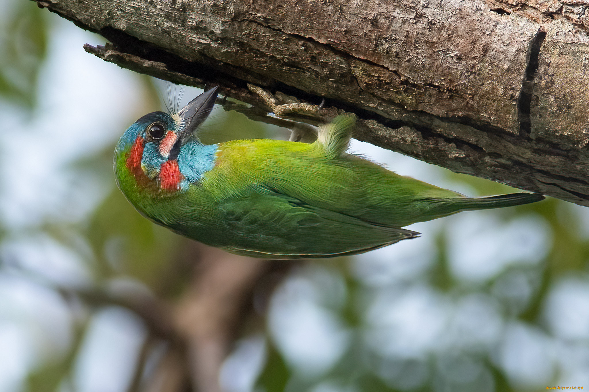 животные, птицы, птица