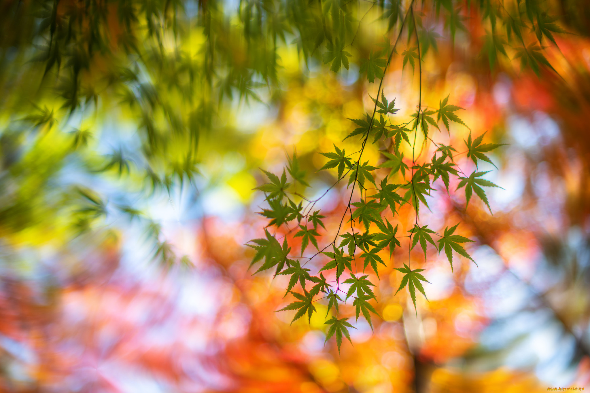 природа, листья, осень