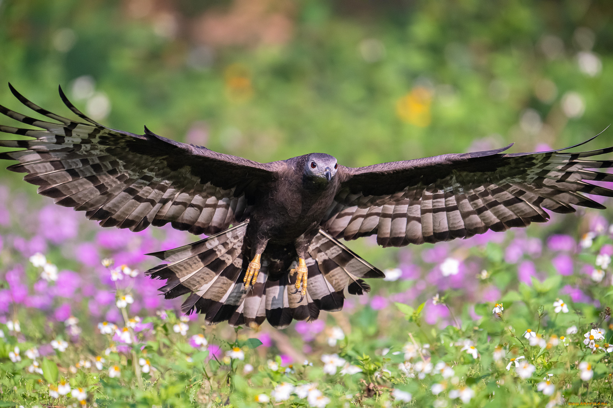 животные, птицы, -, хищники, птица