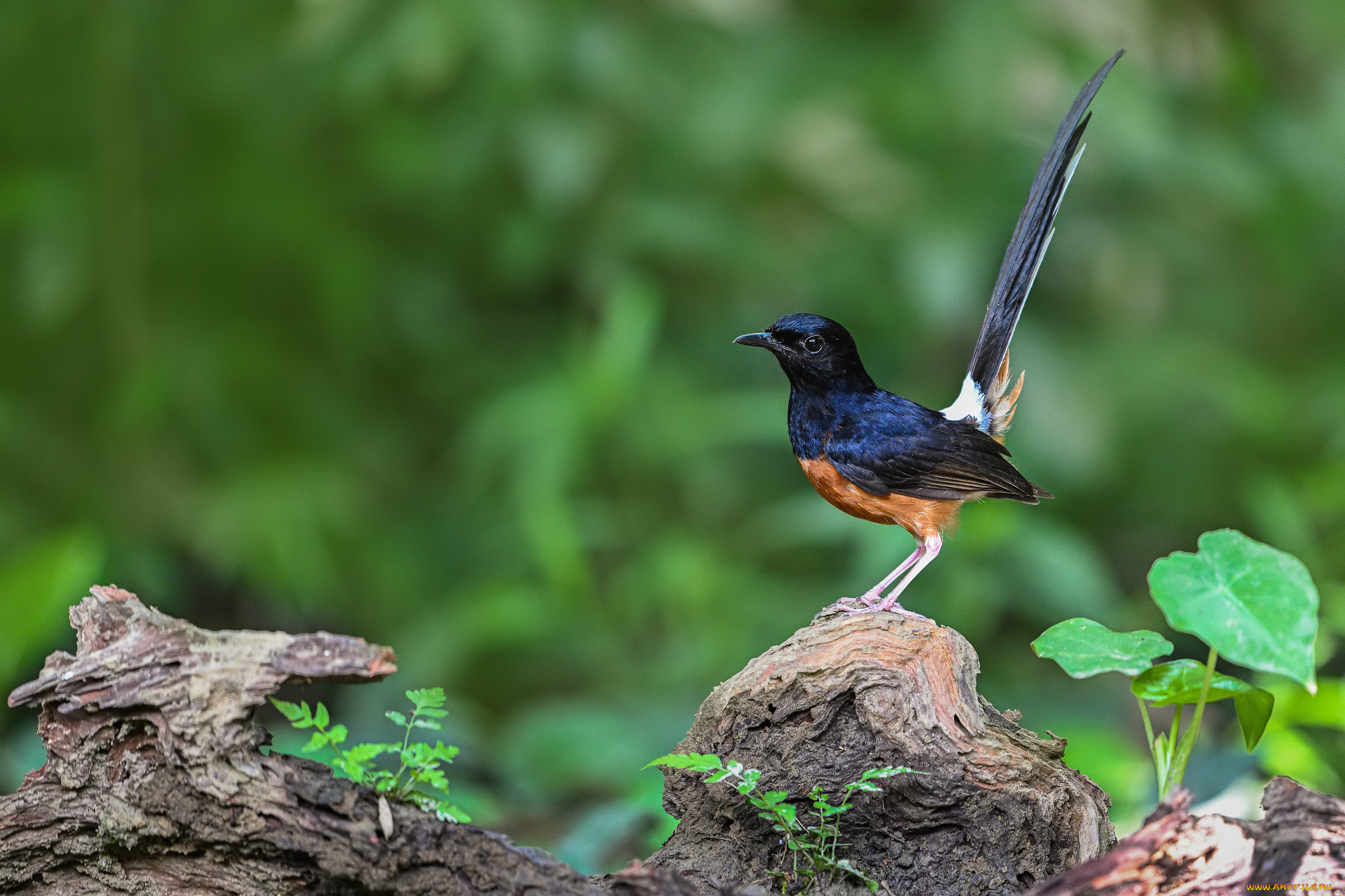 животные, птицы, птица