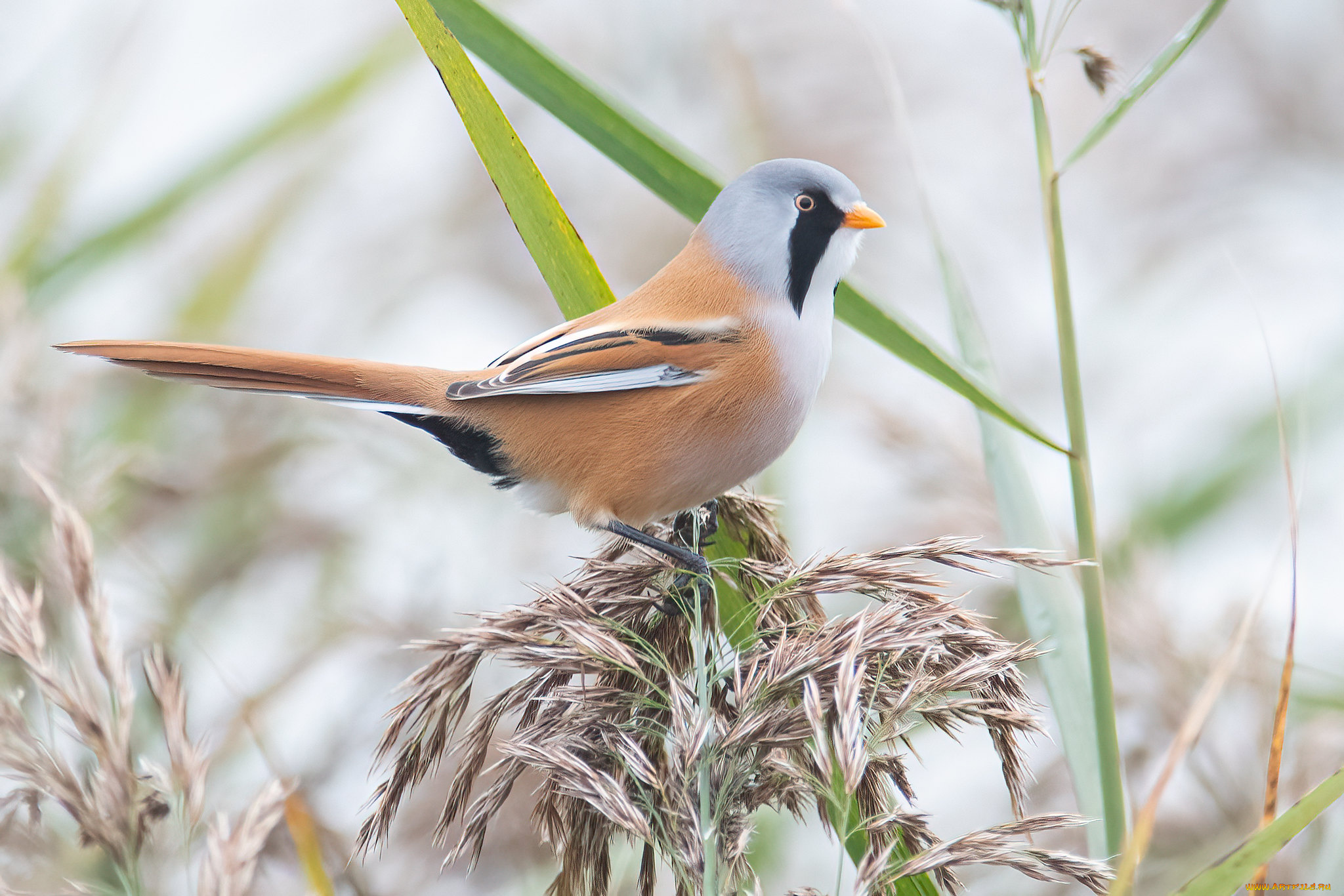 животные, синицы, , лазоревки, птица