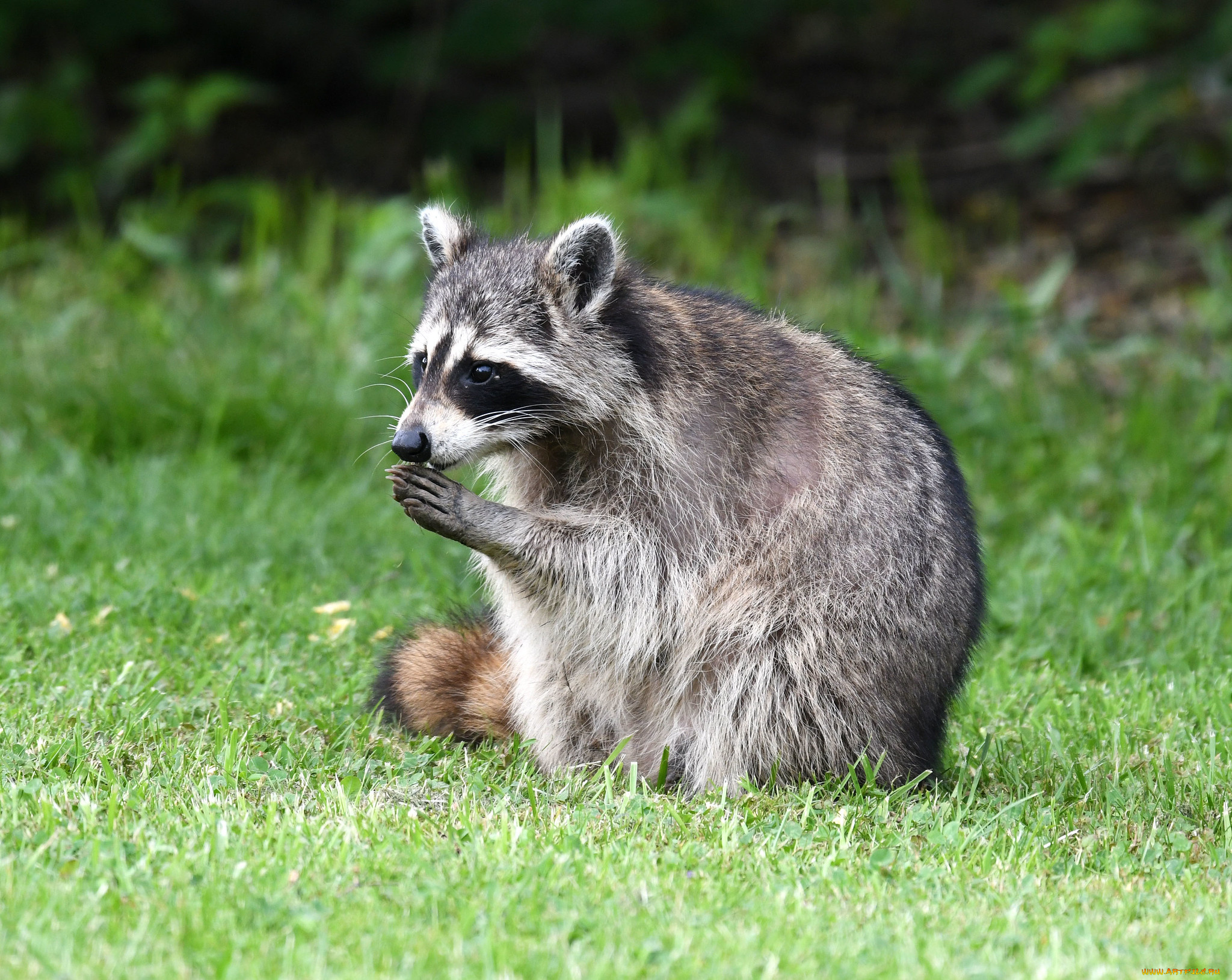 животные, еноты, енот