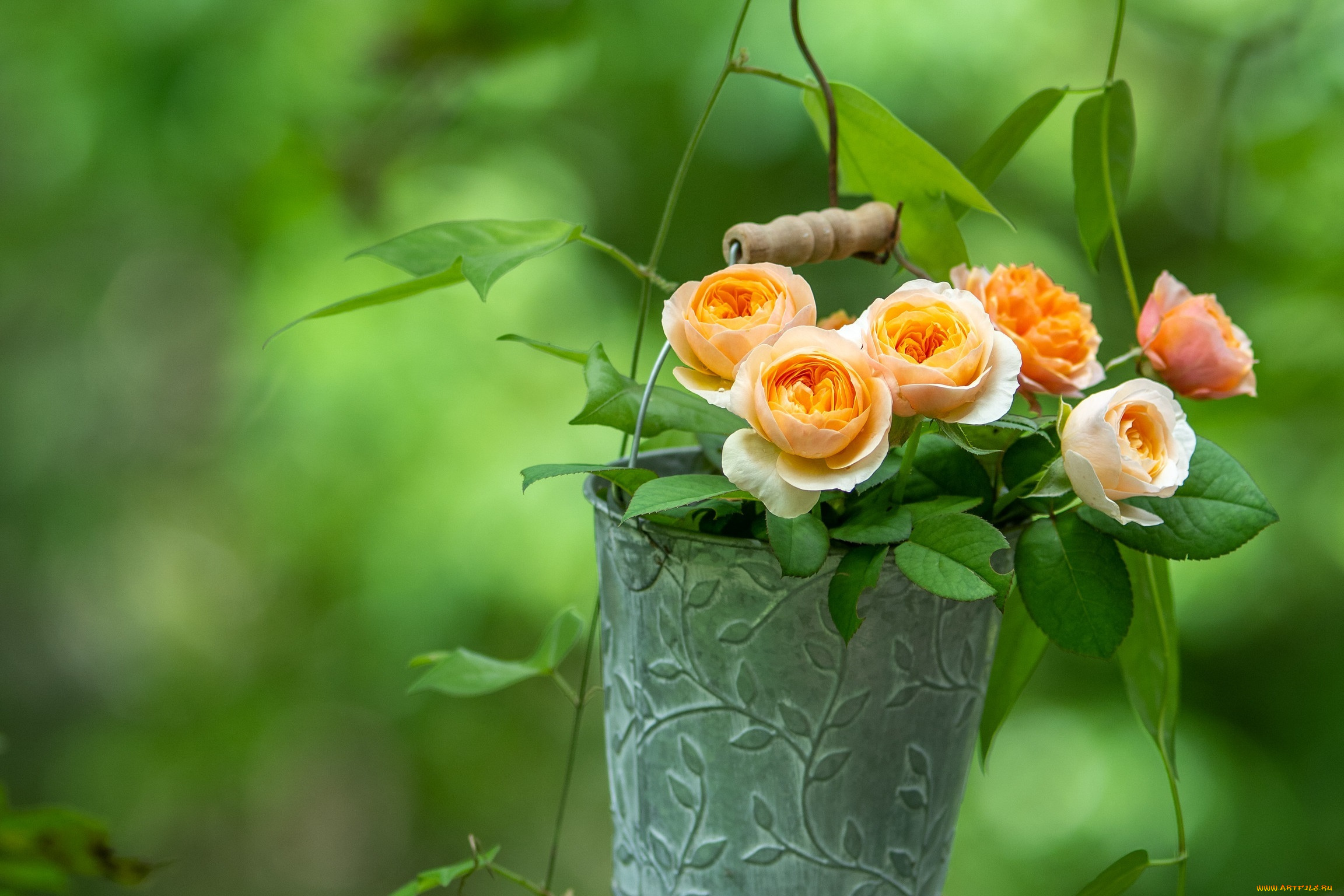 цветы, розы