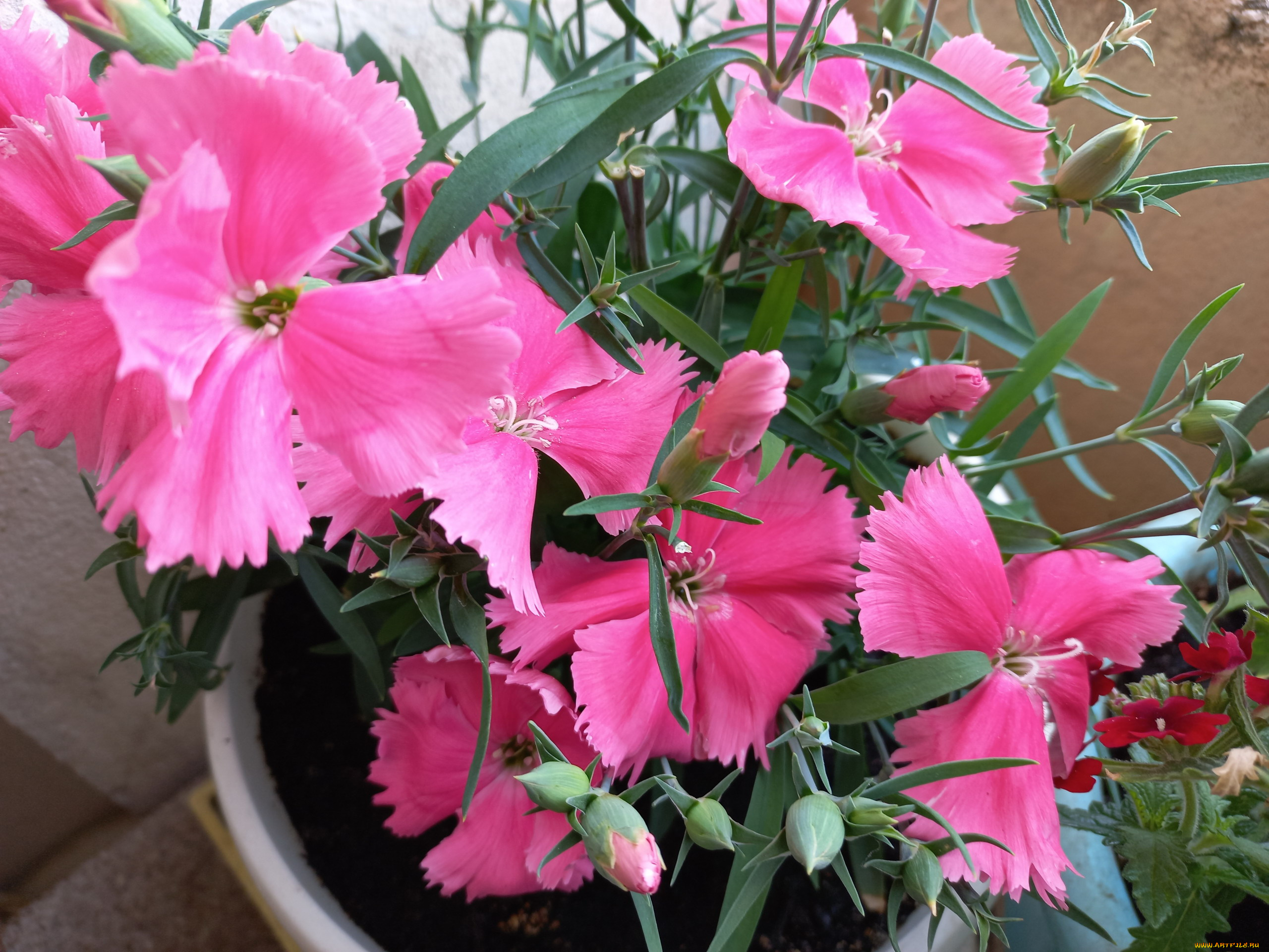 цветы, гвоздики, китайская, гвоздика