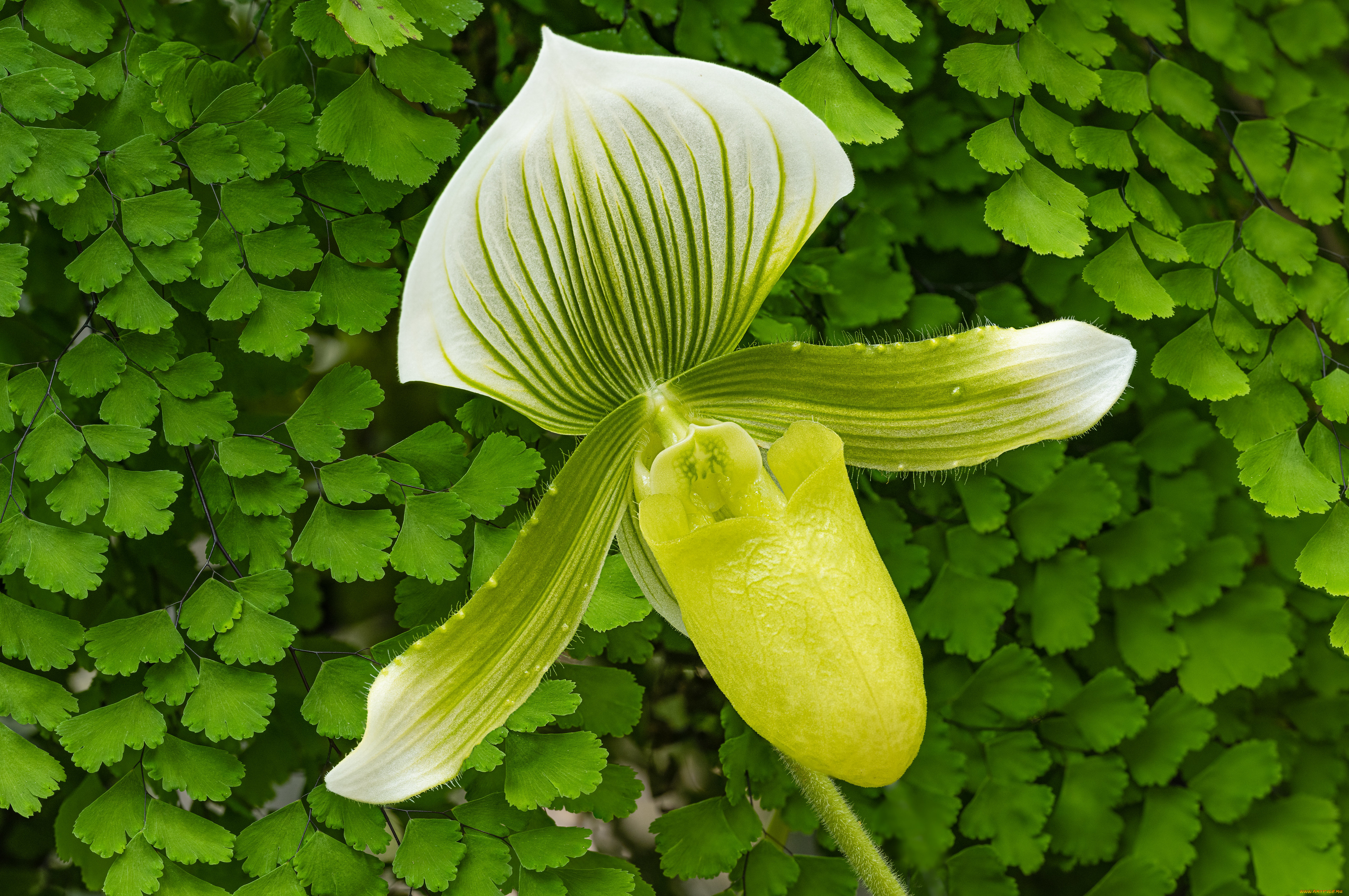 цветы, орхидеи, орхидея