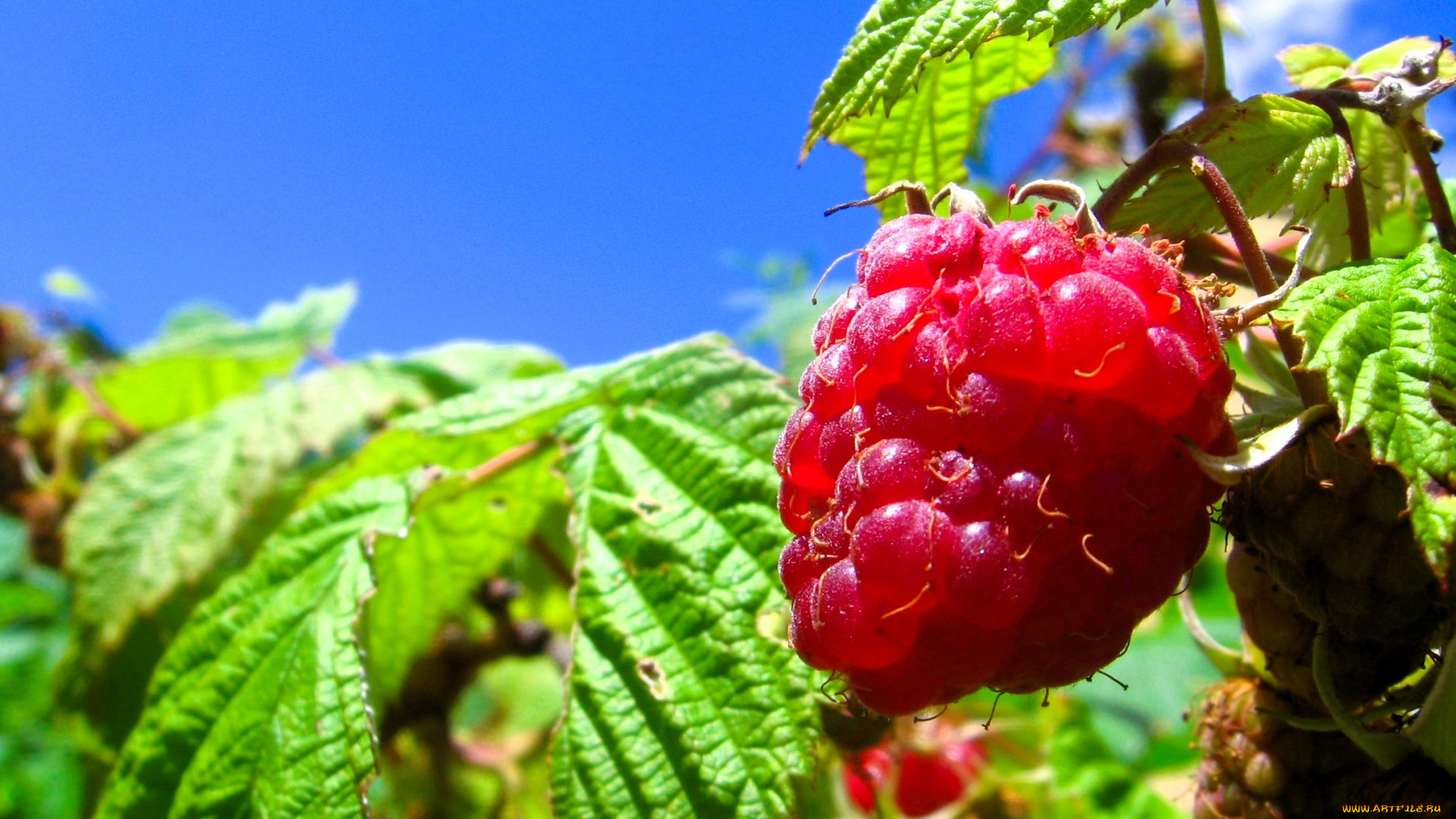 природа, ягоды, малина, ягода, кусты, листья