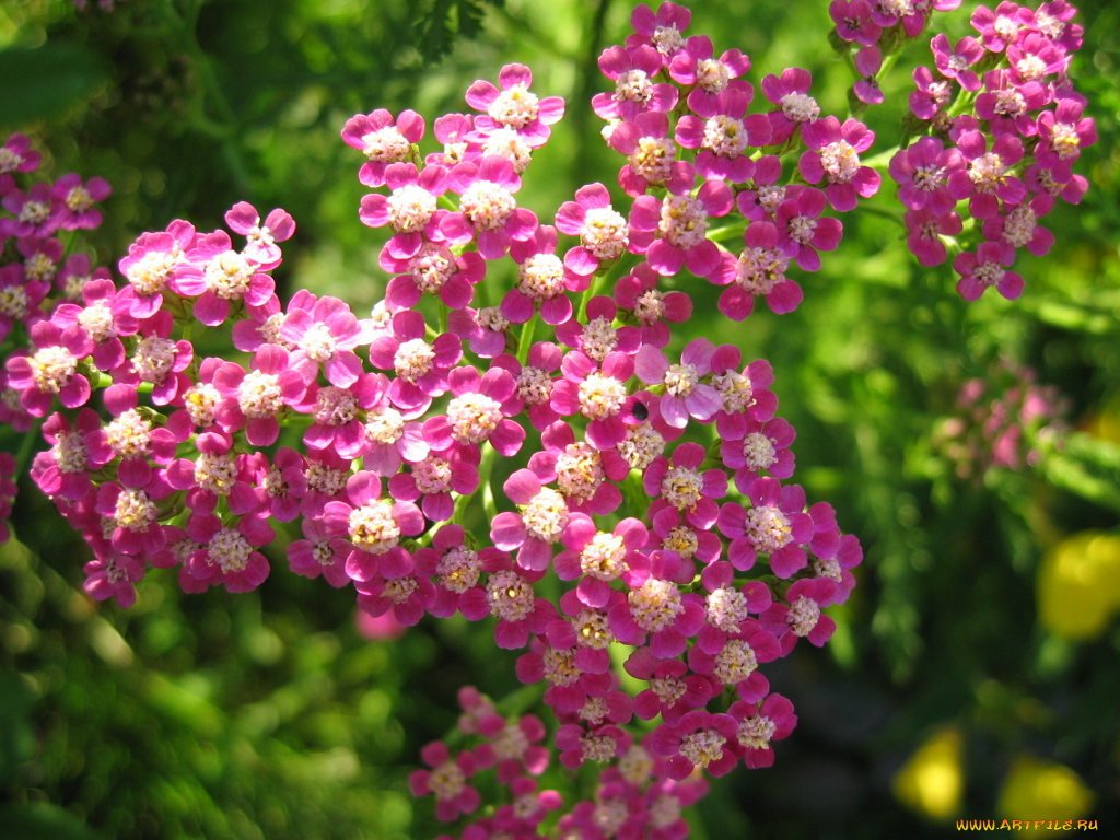 цветы, луговые, полевые