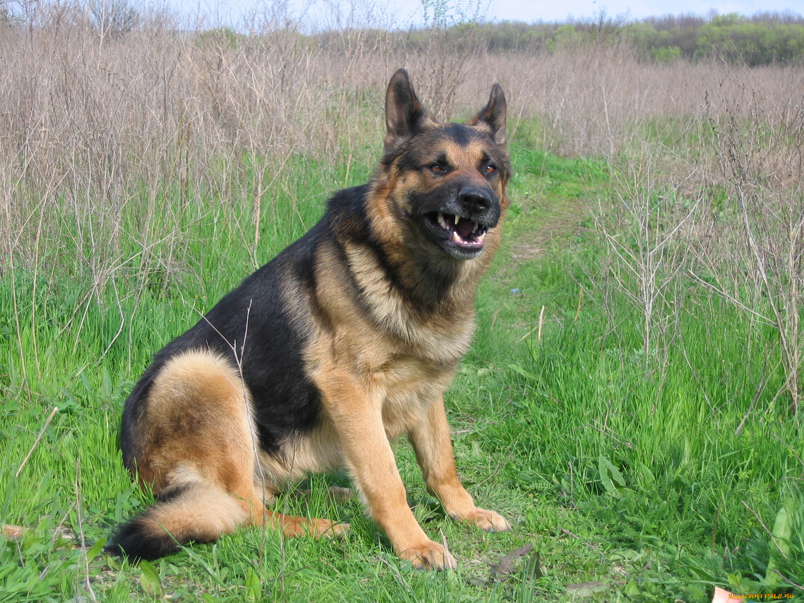 животные, собаки